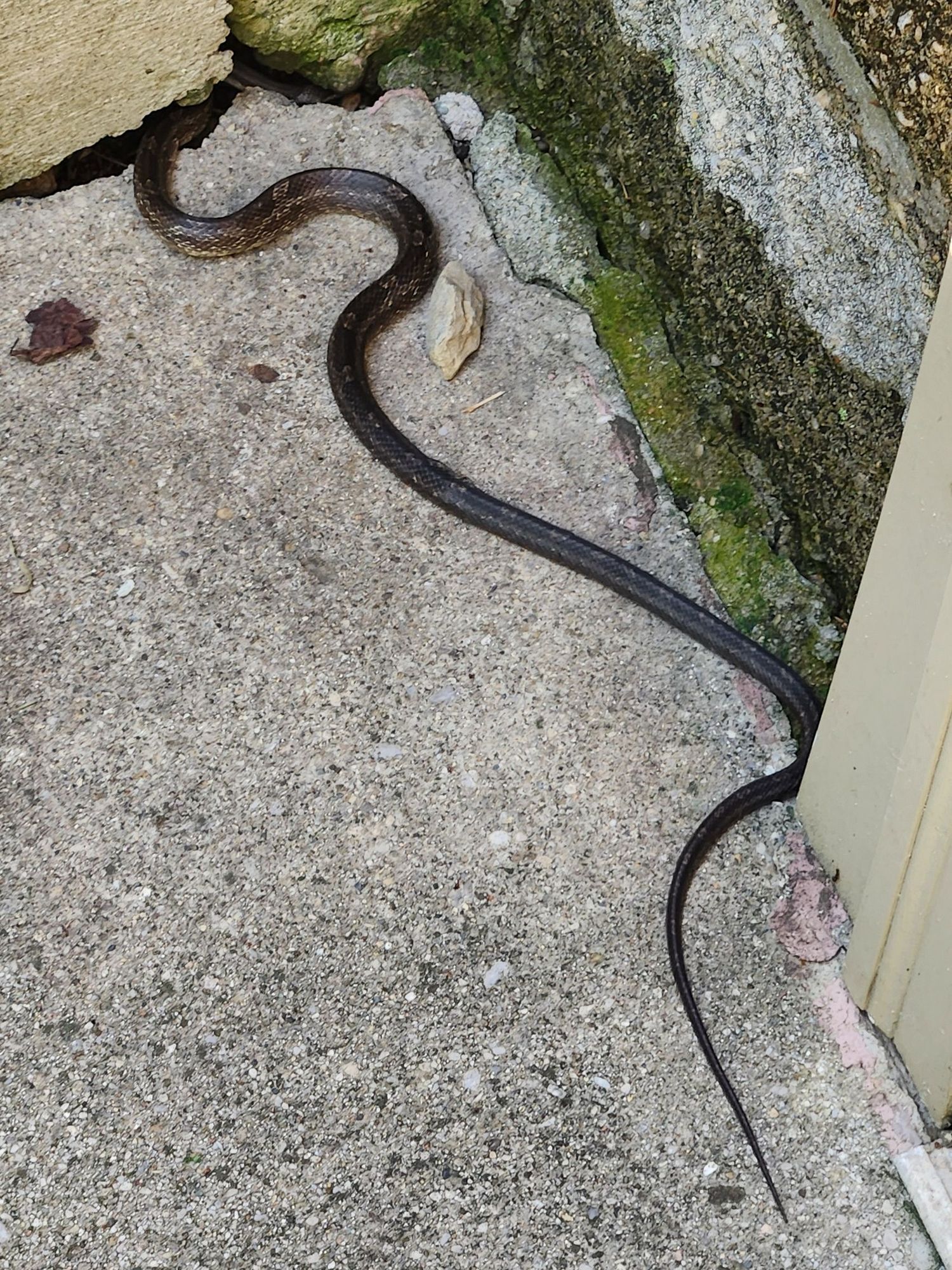 A baby ratsnake sitting on a piece of sidewalk next to a wall. There is another wall perpendicular to the first with a little crack at the base. The ratsnake has stuffed its head in this crack and then just sat there as if it is invisible now.