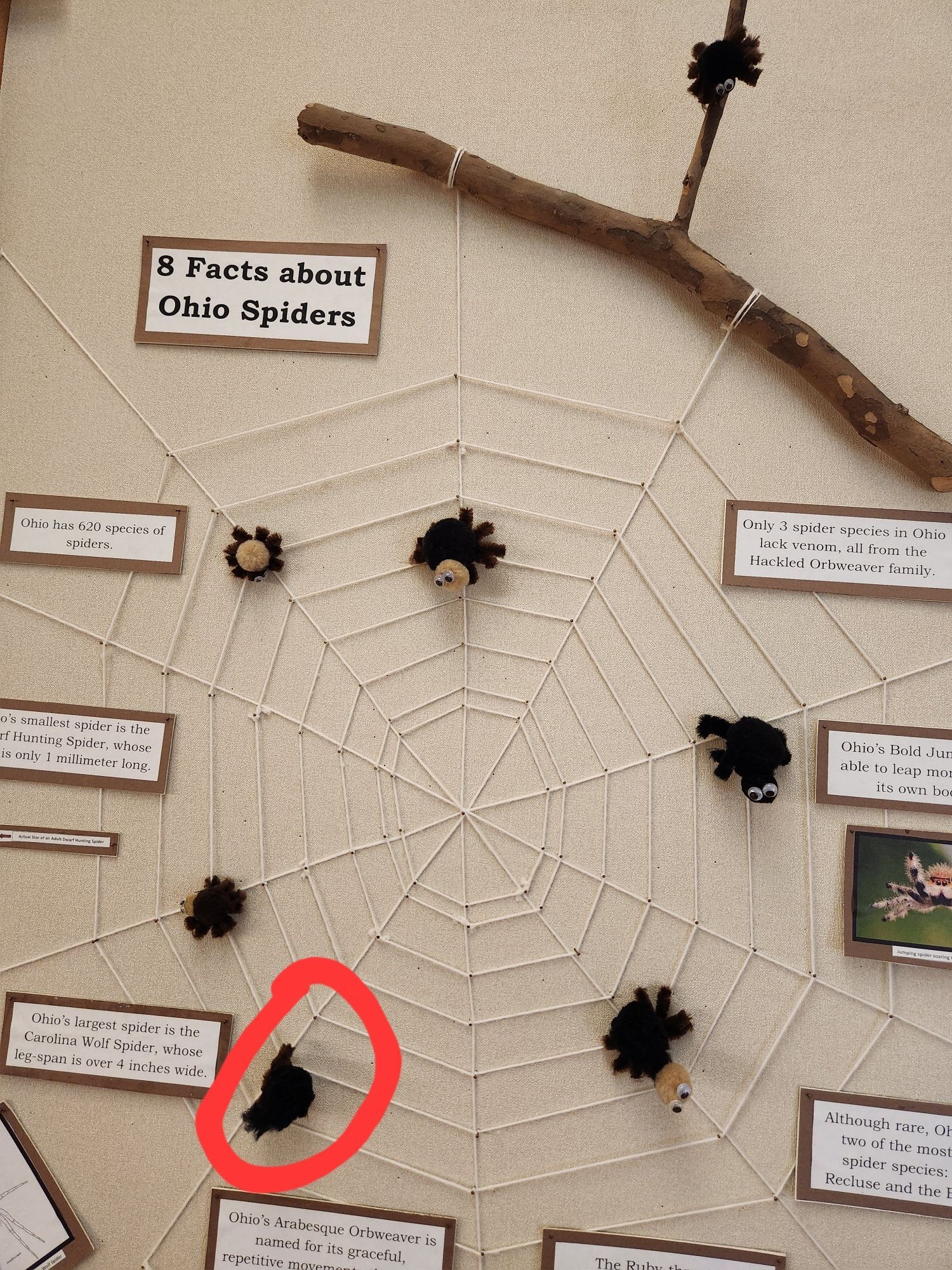 The same picture of a string spider web, and the bottom left spider is circled in red