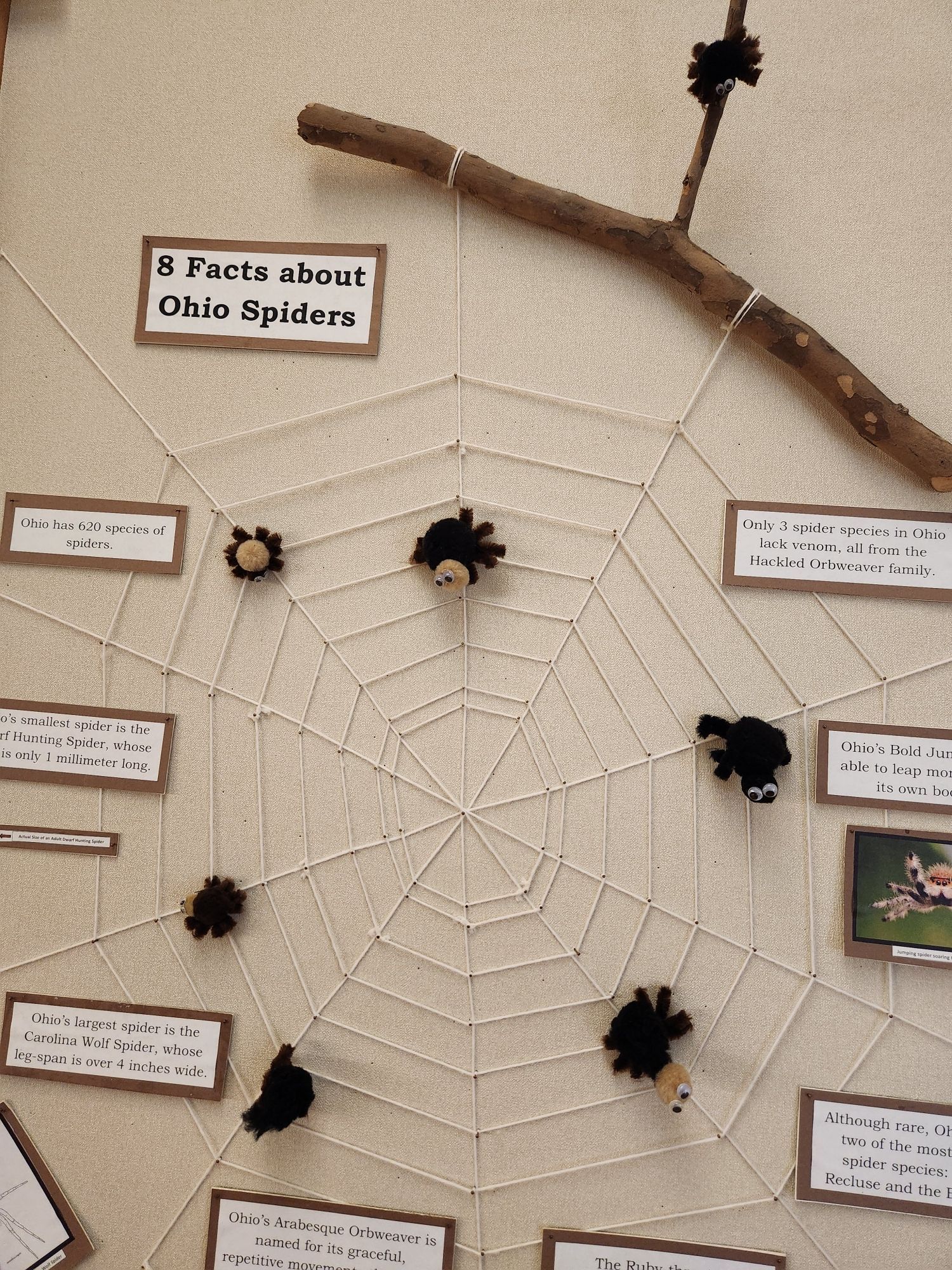 A spider web made of string, hung upon the wall with various spider facts, liberally sprinkled with horrifying little pompom spiders