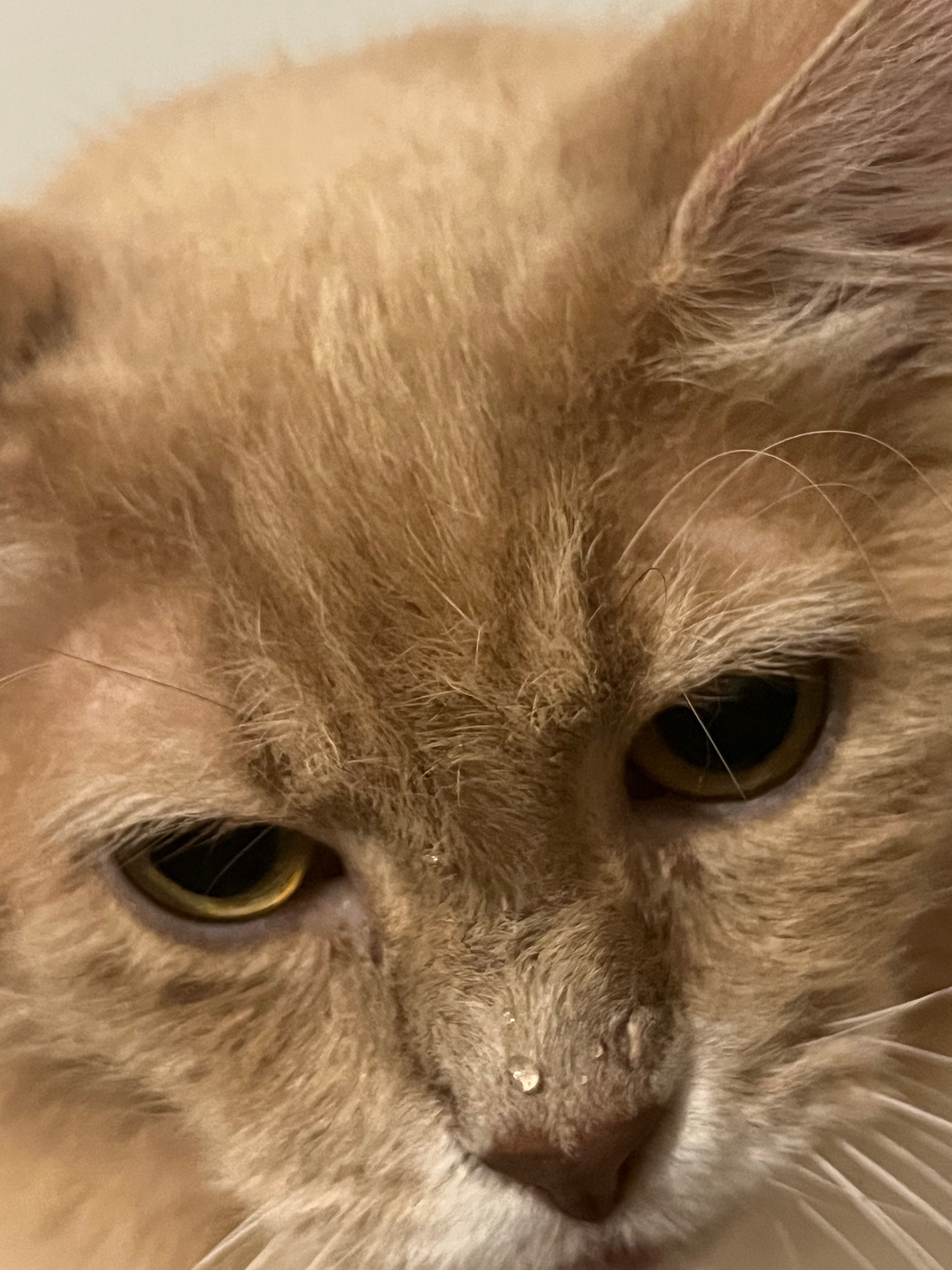 My cat, Veronica in close up on her face. She is very fluffy and has mostly orange fur. Her pink nose has a few water drops on it