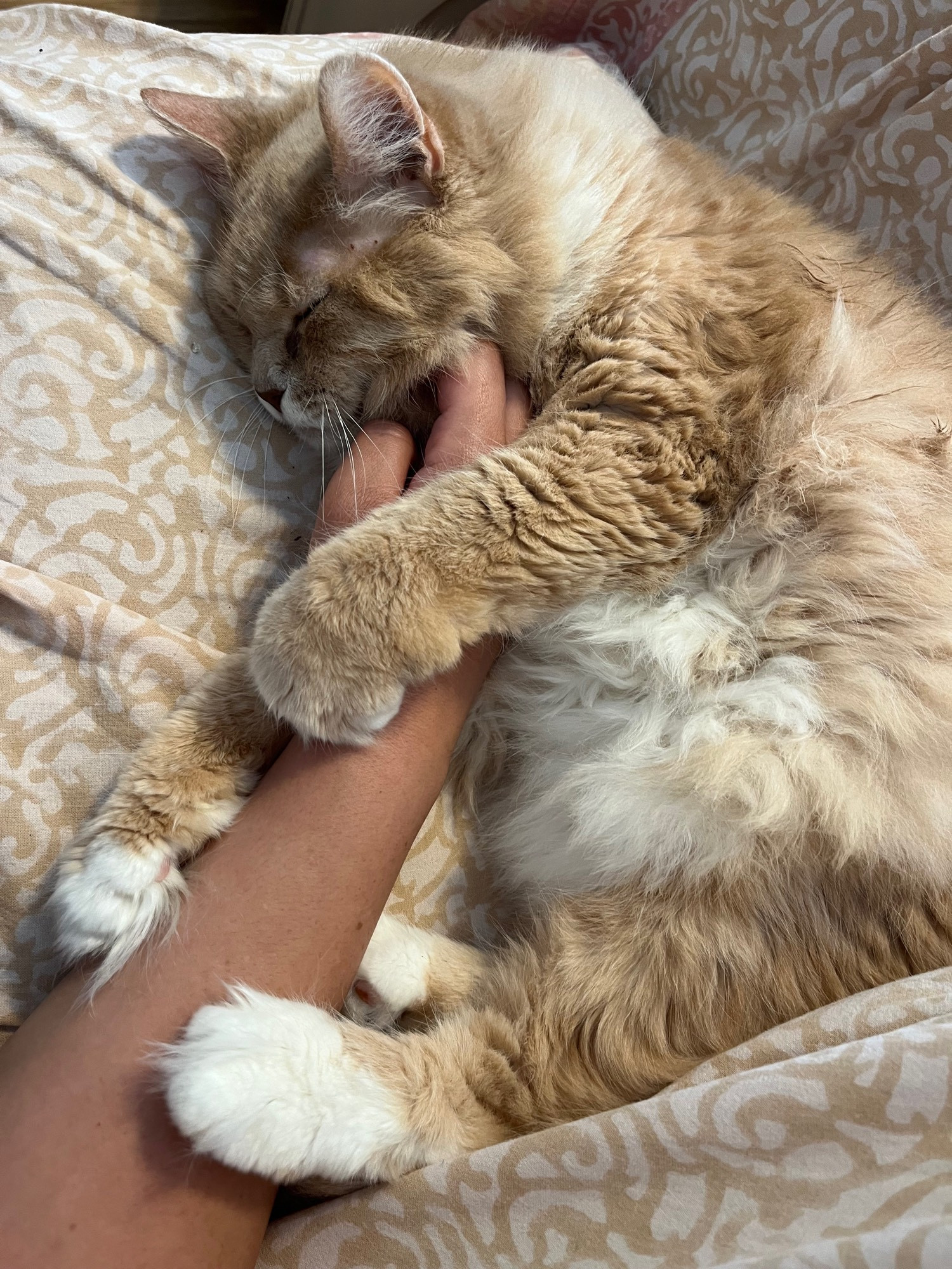 My right arm being held onto by 3 of my cat’s 4 paws. She has her eyes closed and is not being aggressive, but she has my arm trapped regardless. She is a very fluffy cat with light orange fur and white paws and a white belly.