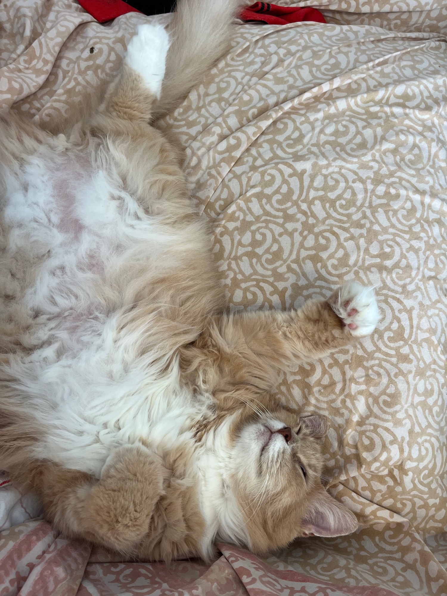 My cat, Veronica. She is very fluffy and has mostly orange fur with white paws and a white belly. She is sleeping belly up showing off her fluffy belly. She looks so peaceful