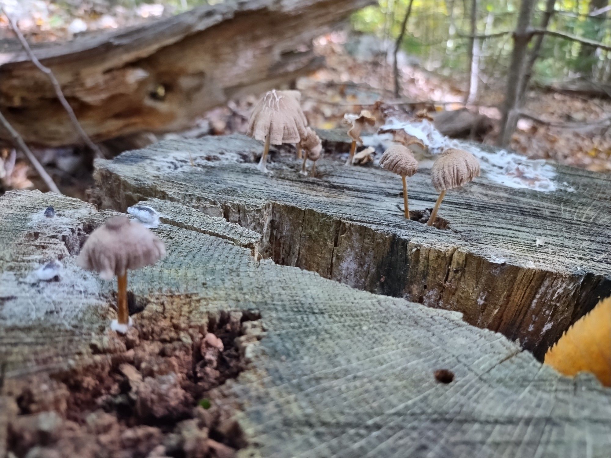 photo: delicate thin-stemmed mushrooms emerging from a cut stump