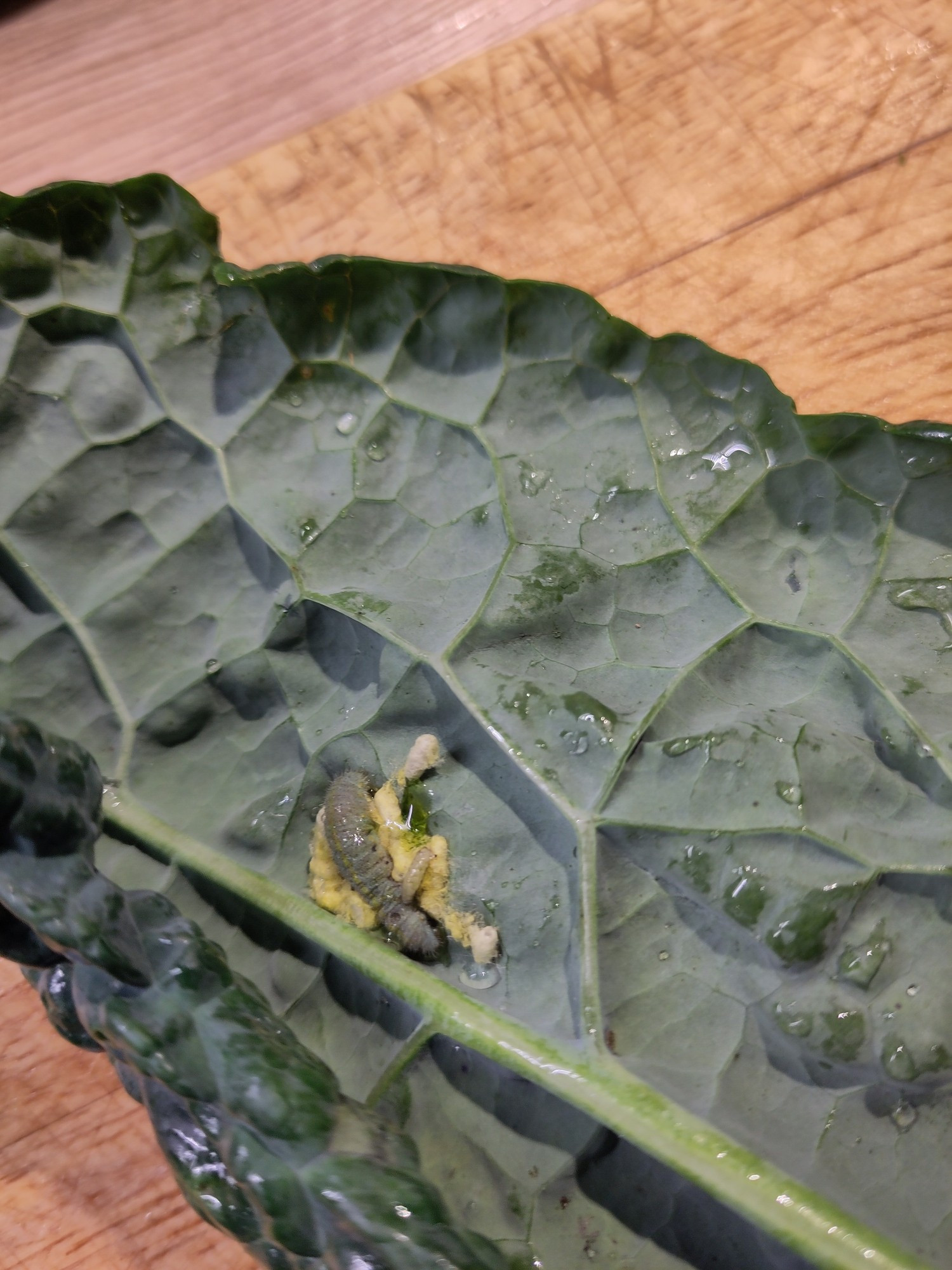 The picture shows cocoons of Cotesia glomerata, a small parasitoid wasp, with the remains of a dead parasitized cabbage white caterpillar on a kale leaf.