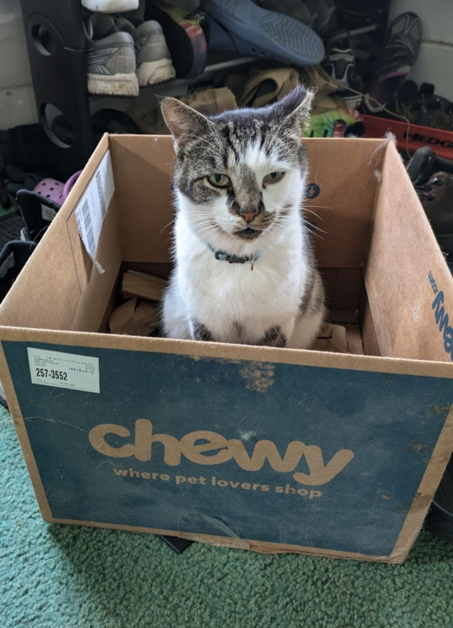 A white cat with grey tabby splotches sits neatly in an open Chewy box.