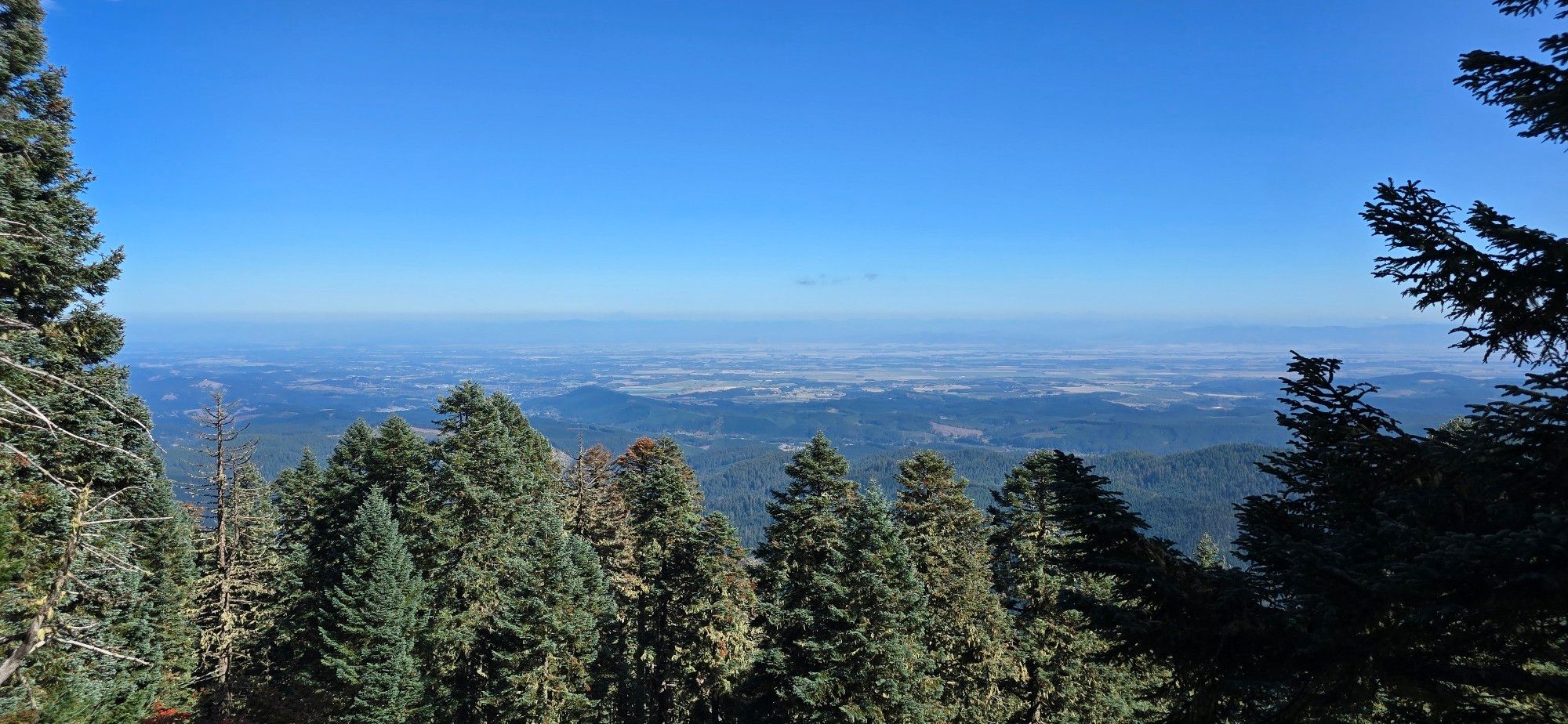 The veiw from part way up the hike on Mary's Peak of the Willamette Valley, streatching beyond the foreground of trees