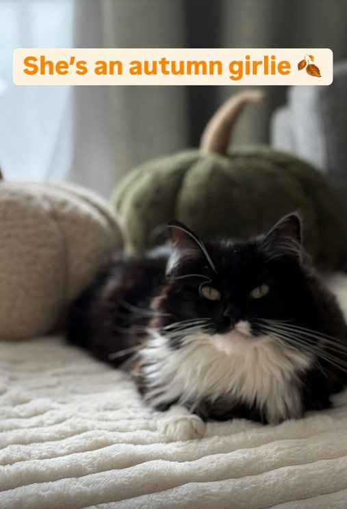 black and white cat lays on a blanket in front of two pumpkin shaped cushions 