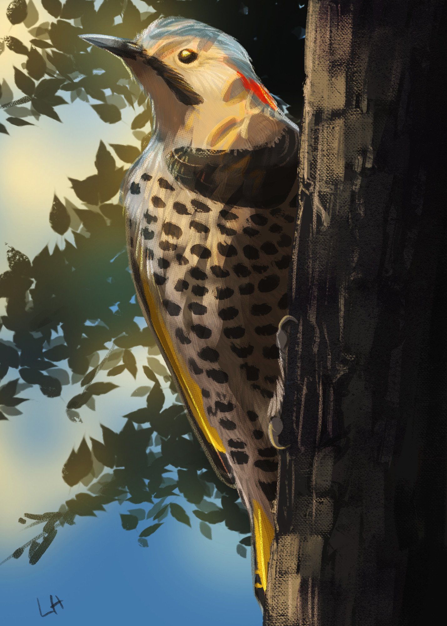 Illustration of a Yellow-shafted (Northern) Flicker clinging to the trunk of a tree. He has a blue-gray crown, red nape chevron, black moustache, a black breast band all over tan feathers, and the lining of his wing and tail is bright yellow. Shadowy leaves in the background cast patterns on his face that interrupt the bright sunlight.