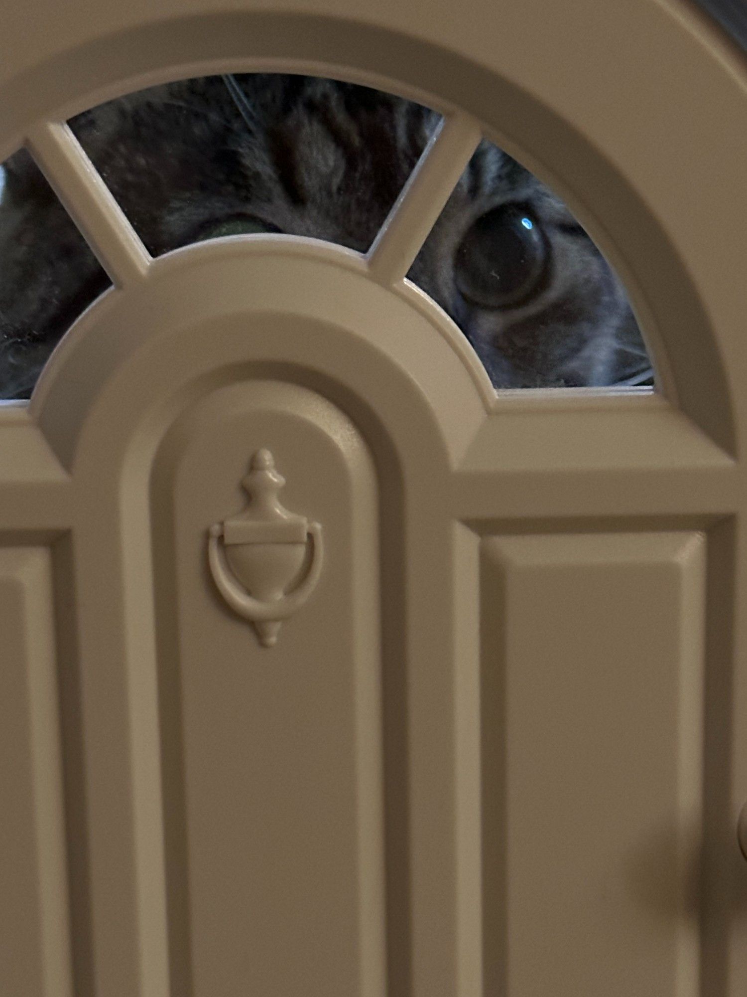 Magnificent brown and grey male tabby cat looking through the tiny door he's been rudely shut out of passing through.