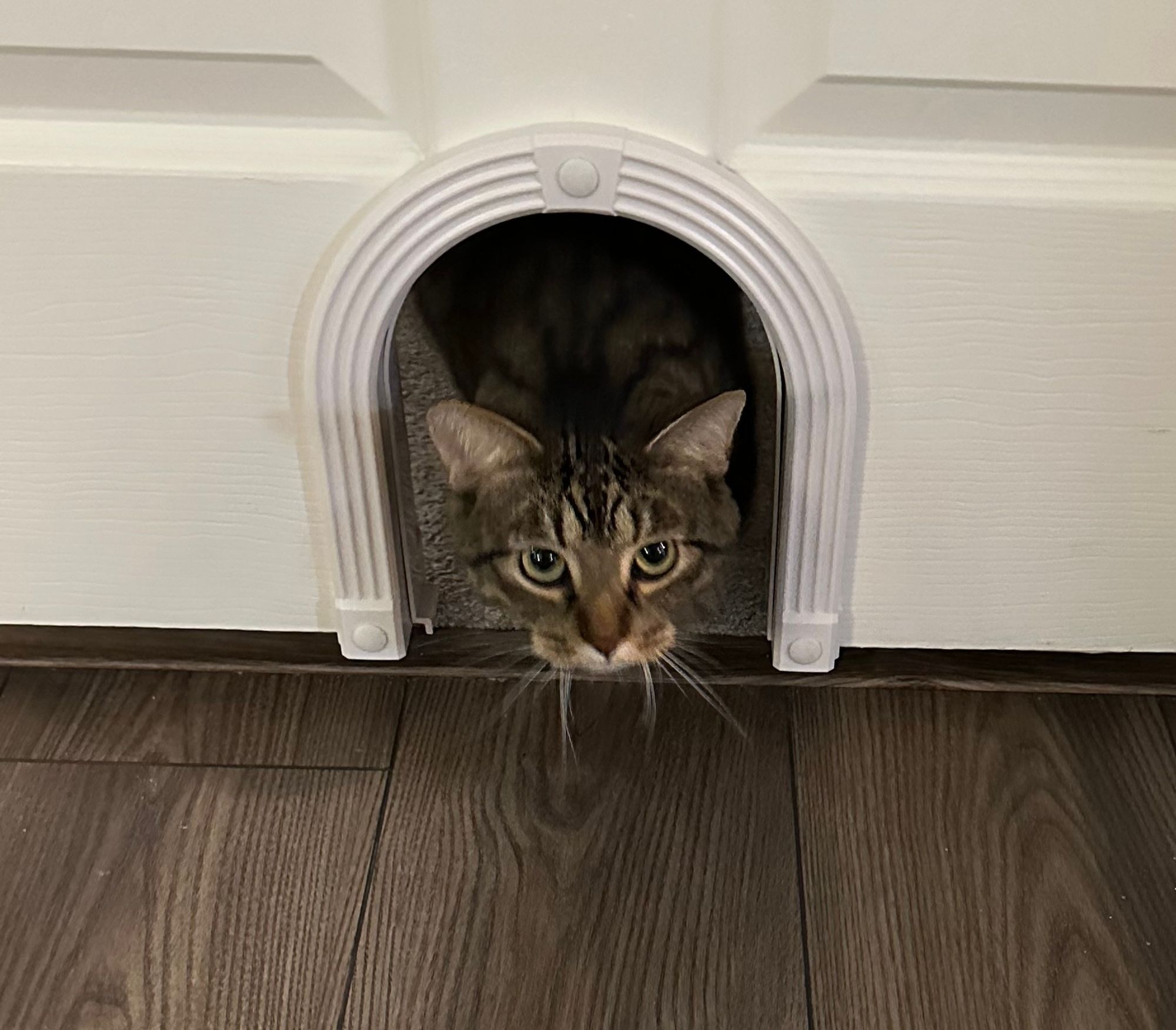 Male brown/grey tabby cat exploring his new arched cat door in the larger human door looking magnificent as he does so.