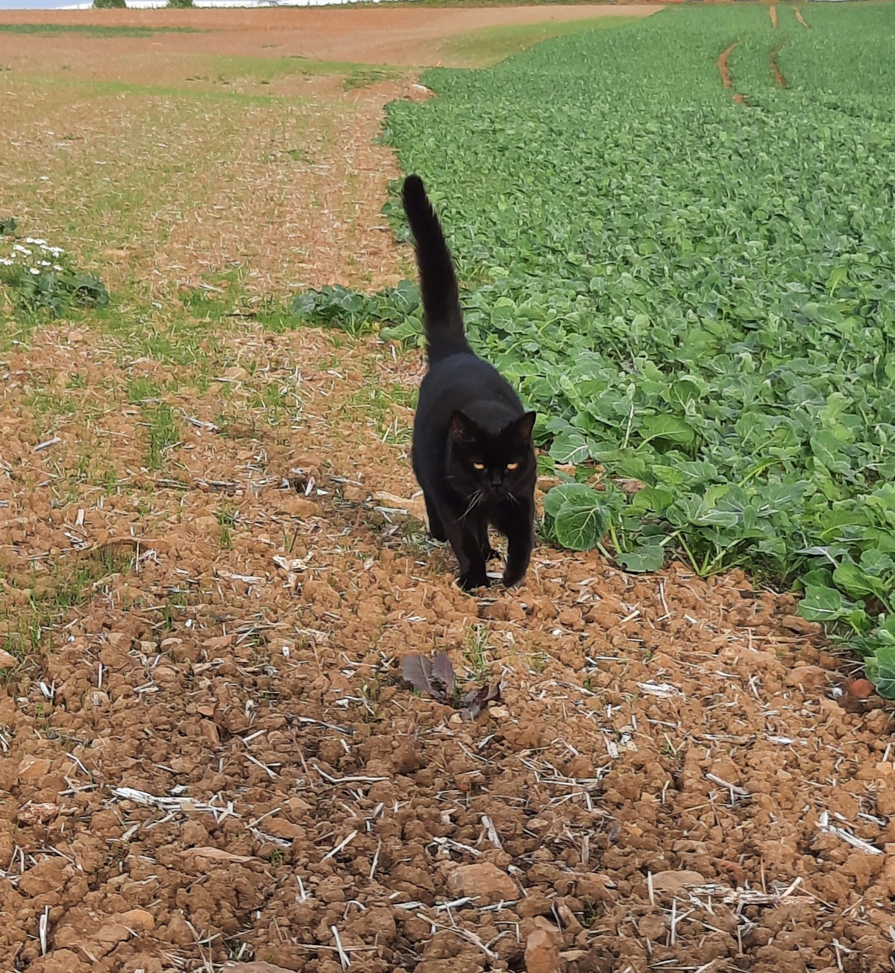 another cat in a field, this one is black with yellow eyes and walking towards the camera