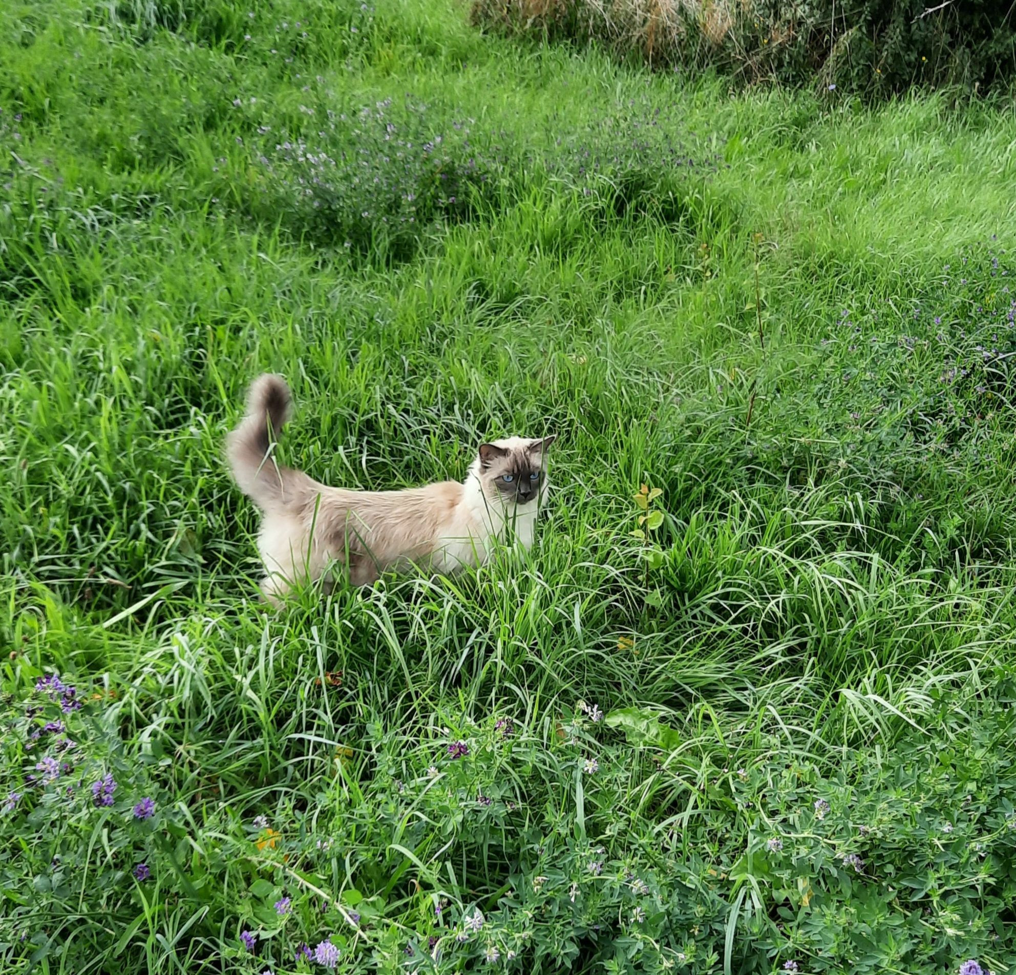 a little cat in a field, it's beige/light coloured and has very bright blue eyes