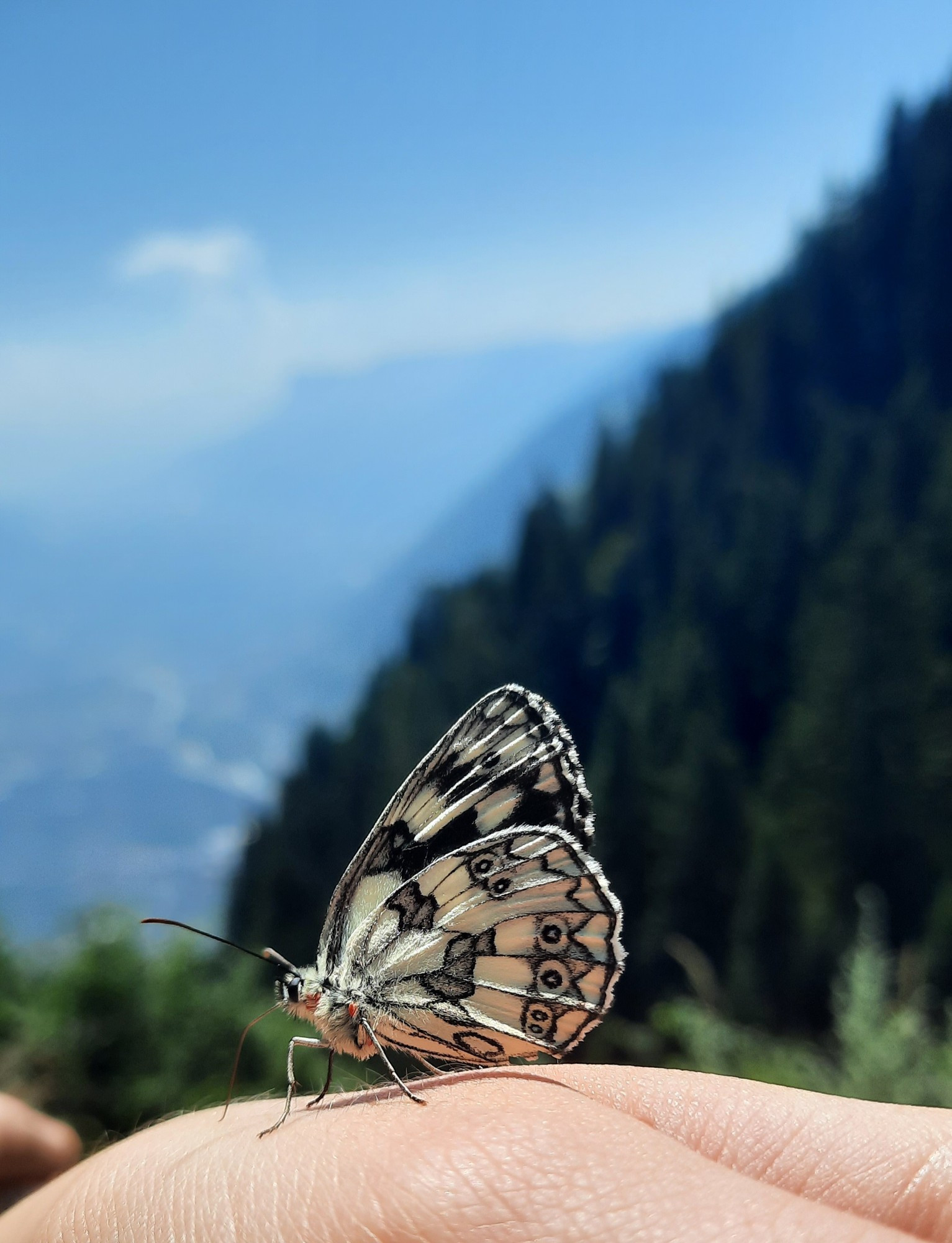 a close up of a butterfly (called marbled white) it is black and white, sitting on my hand, there's mountains in the background