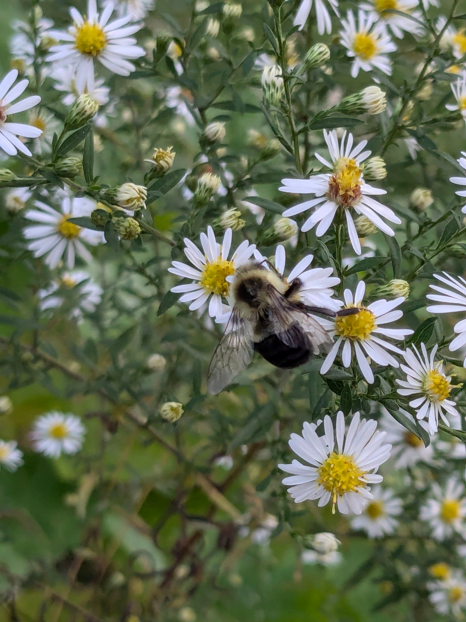 A bumble bee visiting buff daisies