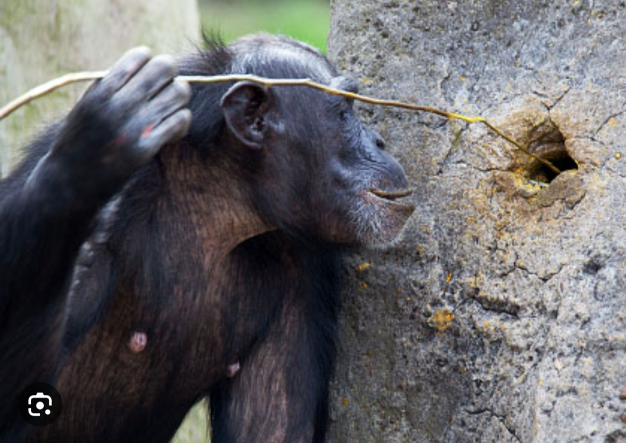 Chimpanse der mit einem Stöckchen in einem Loch im Baum rum fummelt 