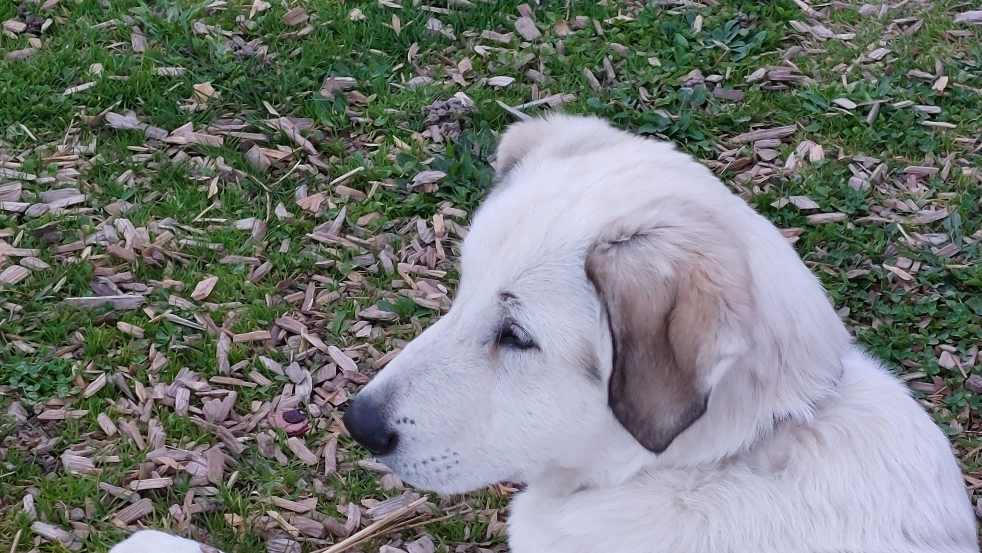 tète de Chien de profil sur fond d'herbe