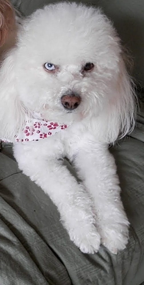 A Bichon-mix with one blue eye and one brown eye.