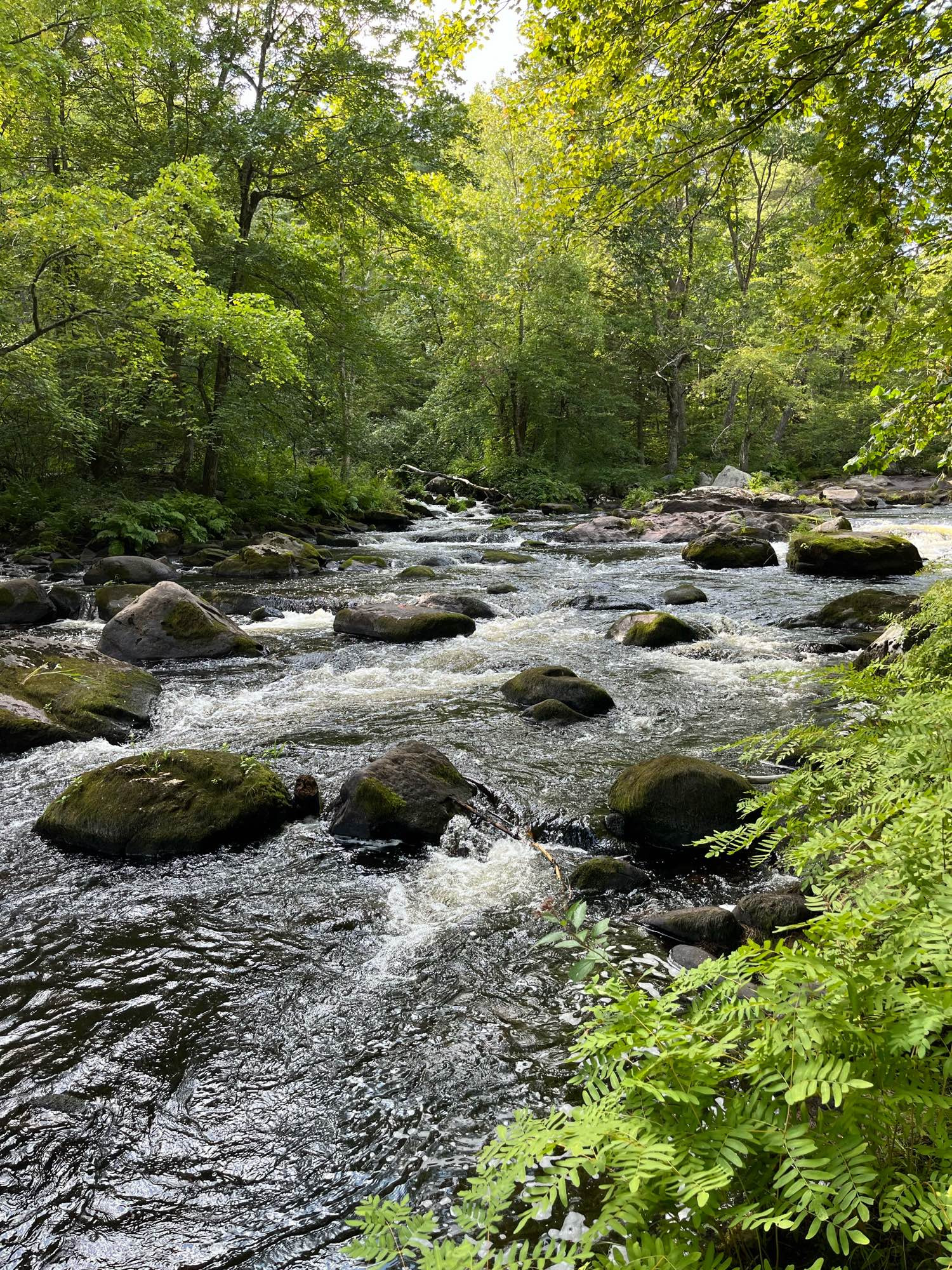 Active stream with rocks, moss, leafy trees