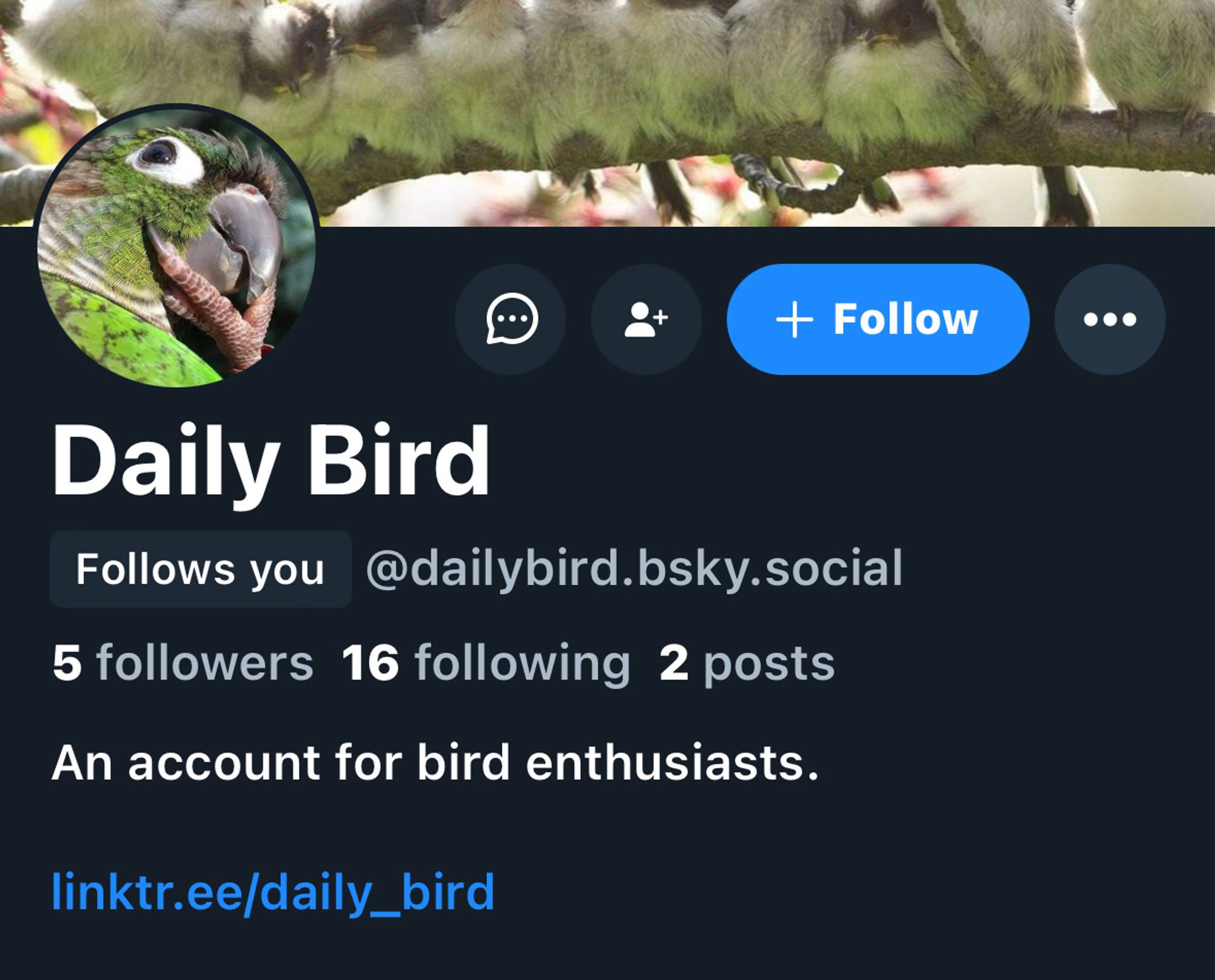 A screen cap for the account @ dailybird