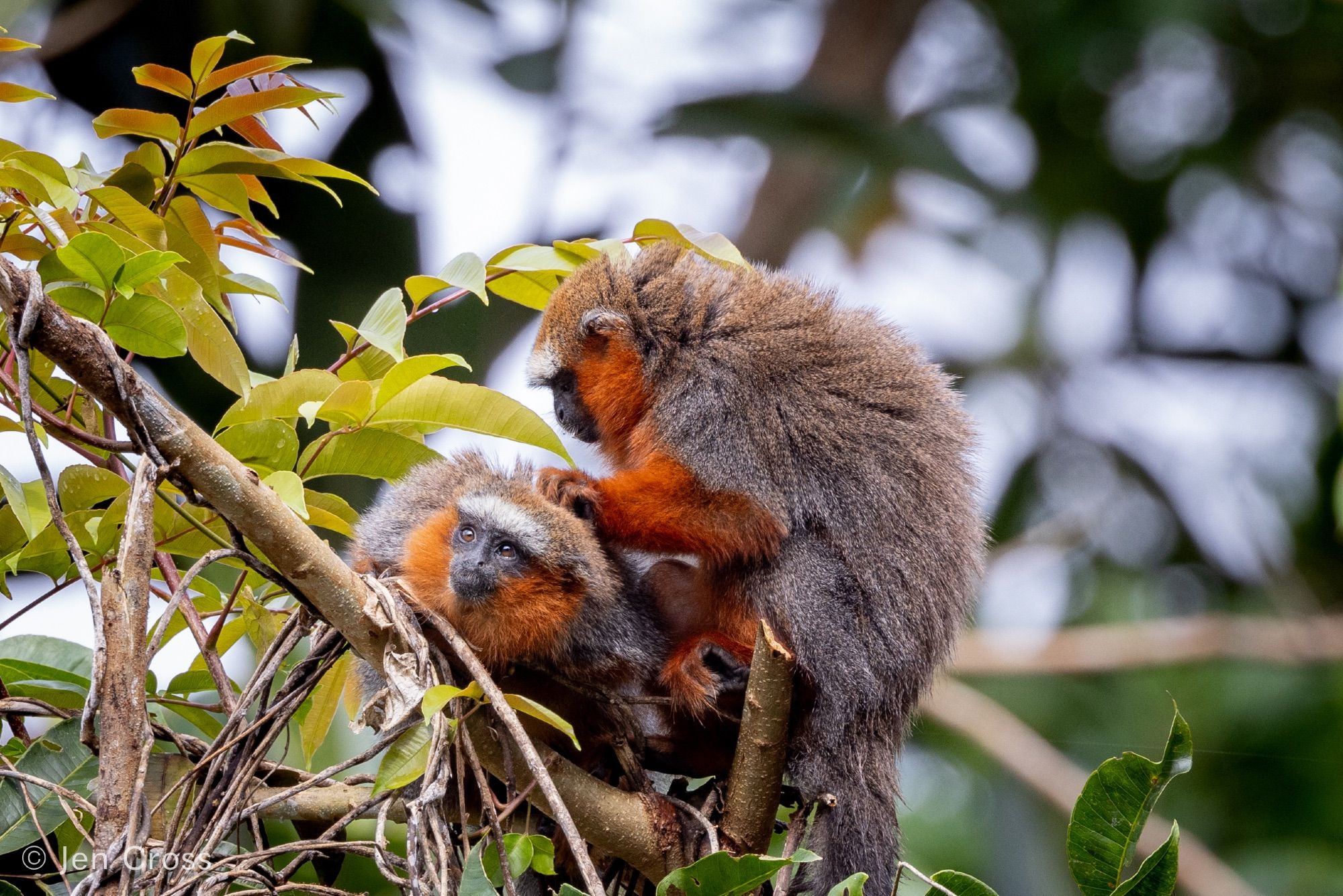 Two monkeys at the top of a tree. The one of the left is crouching down, the one on the right is preening the monkey on the left.