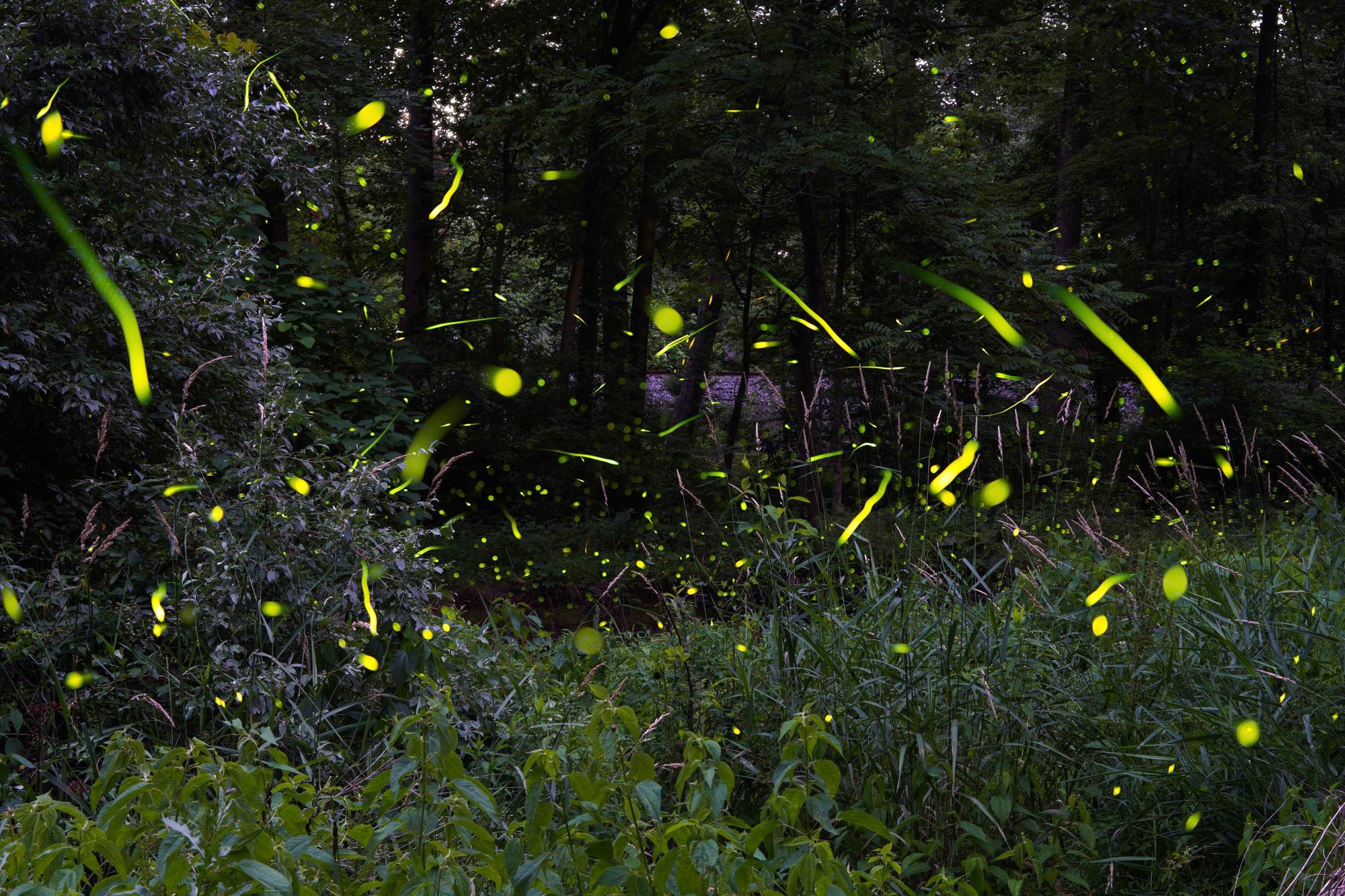 Glittering fireflies against a background of dense foliage. 