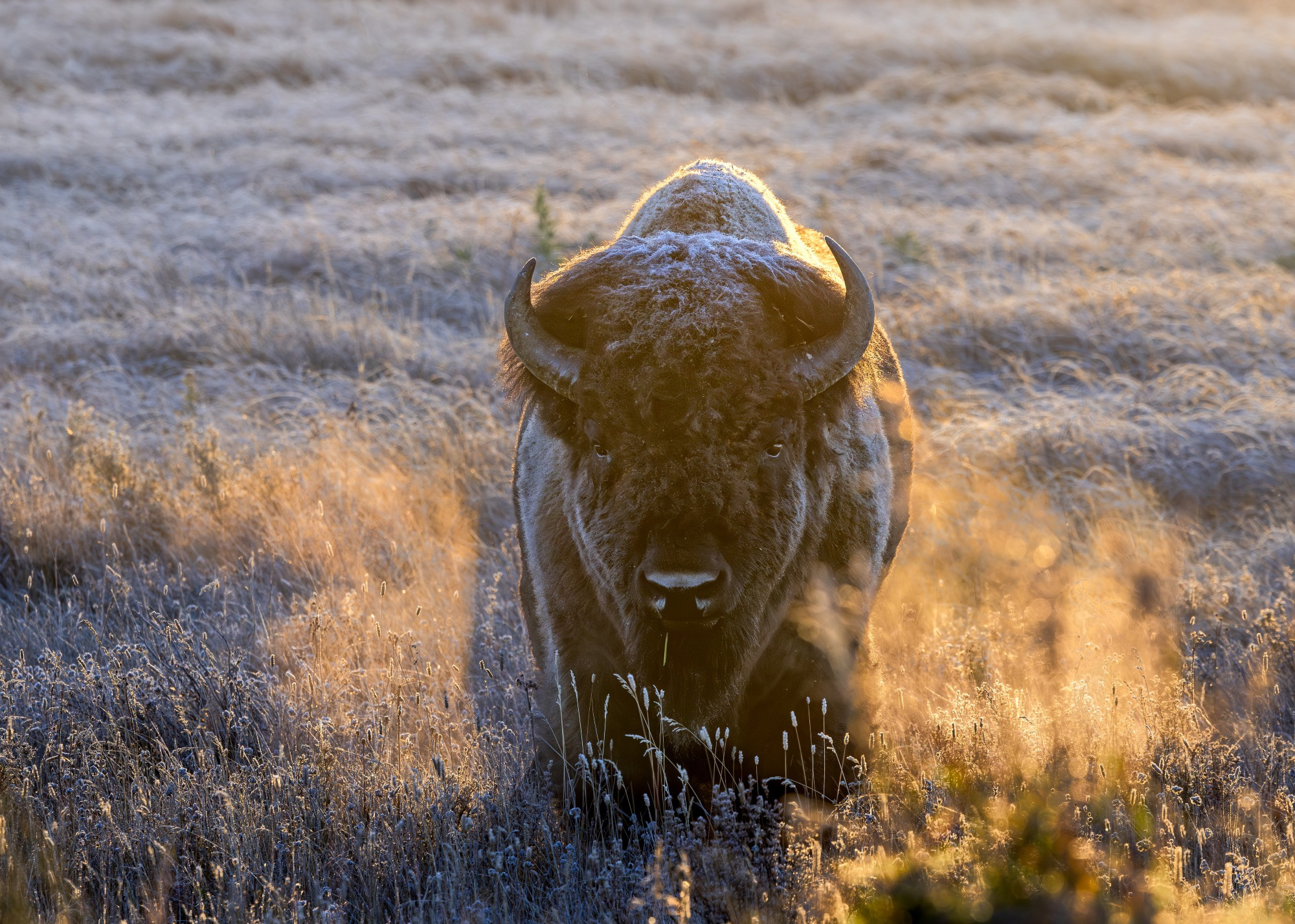 A bison on a chilly morning. It has frost on its fur and orange sunlight shines through steam from the bison's breath.