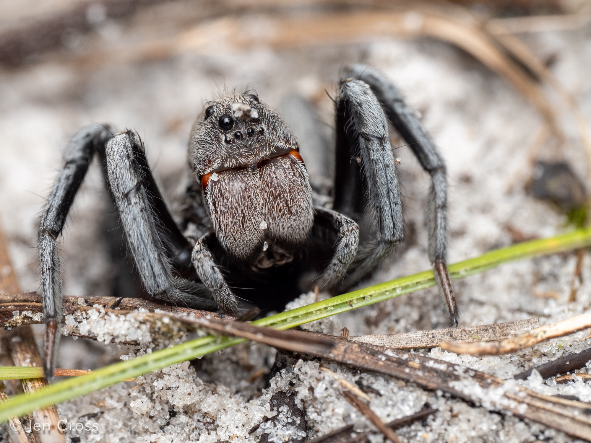 A gray spider with her head and front legs sticking out of a burrow in sandy ground. She has a few sand grains on her head and there are pine needle in the foreground.