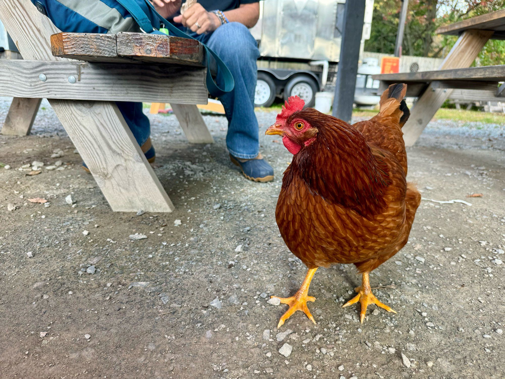 A warm brown chicken with a red crest and wattle and yellow legs. It is standing on a gravel yard near a picnic table and looking expectantly for a snack.