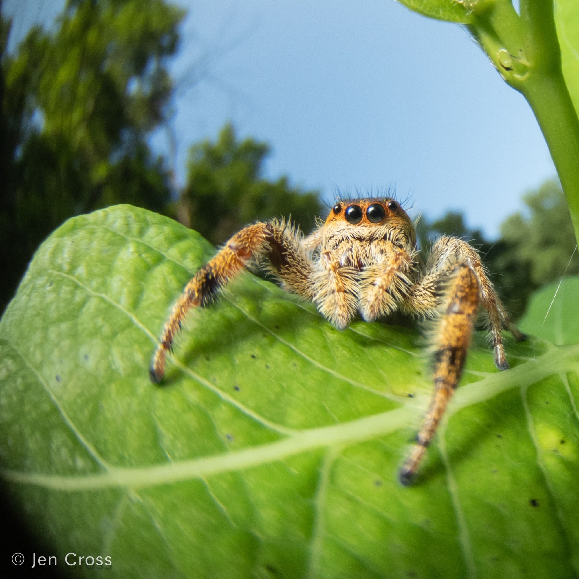 A fuzzy spider with large dark eyes. It is standing on a leaf and the sky and trees can be seen on the background.