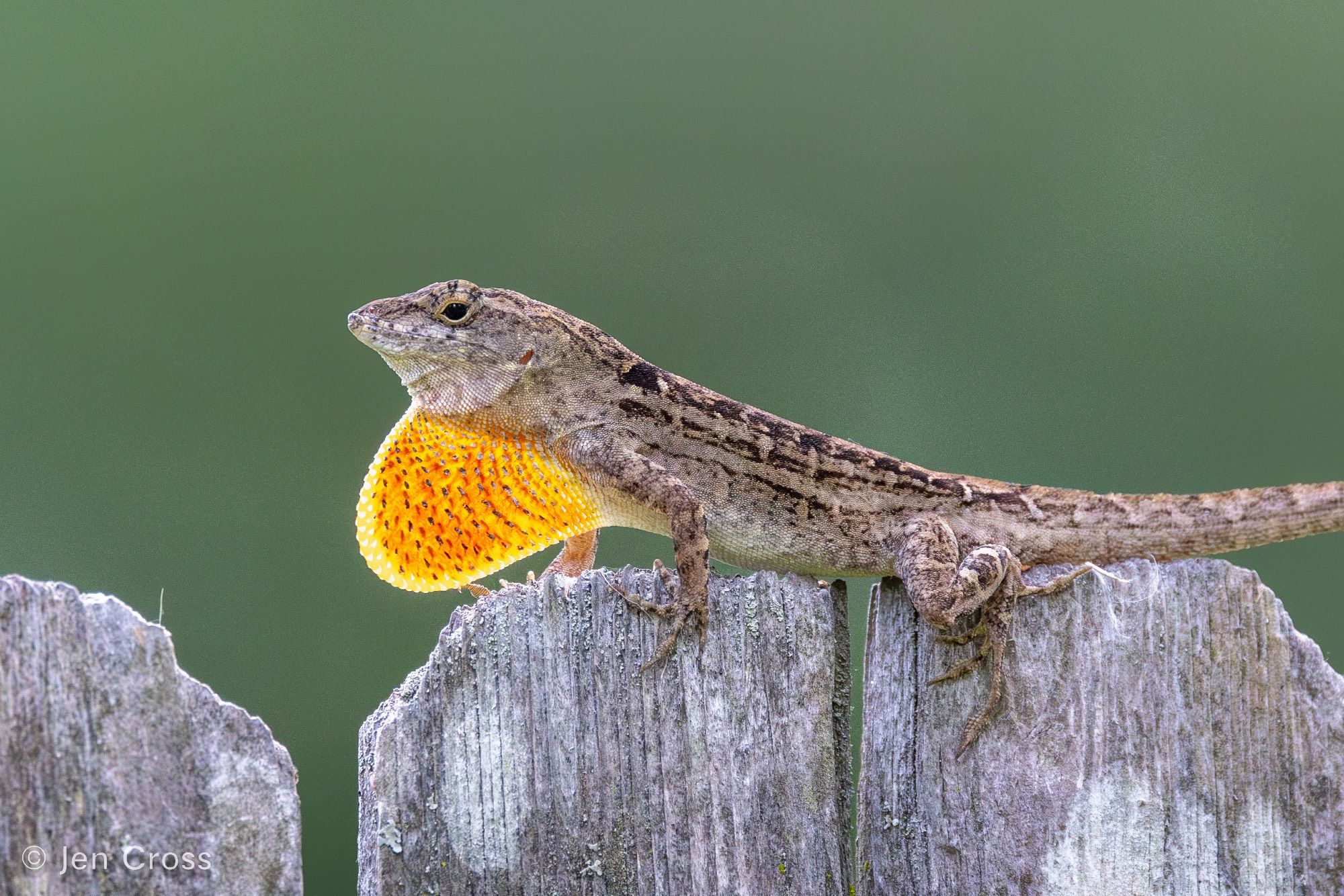 A brown lizard on a wooden fence with a bright orange dewlap extended.