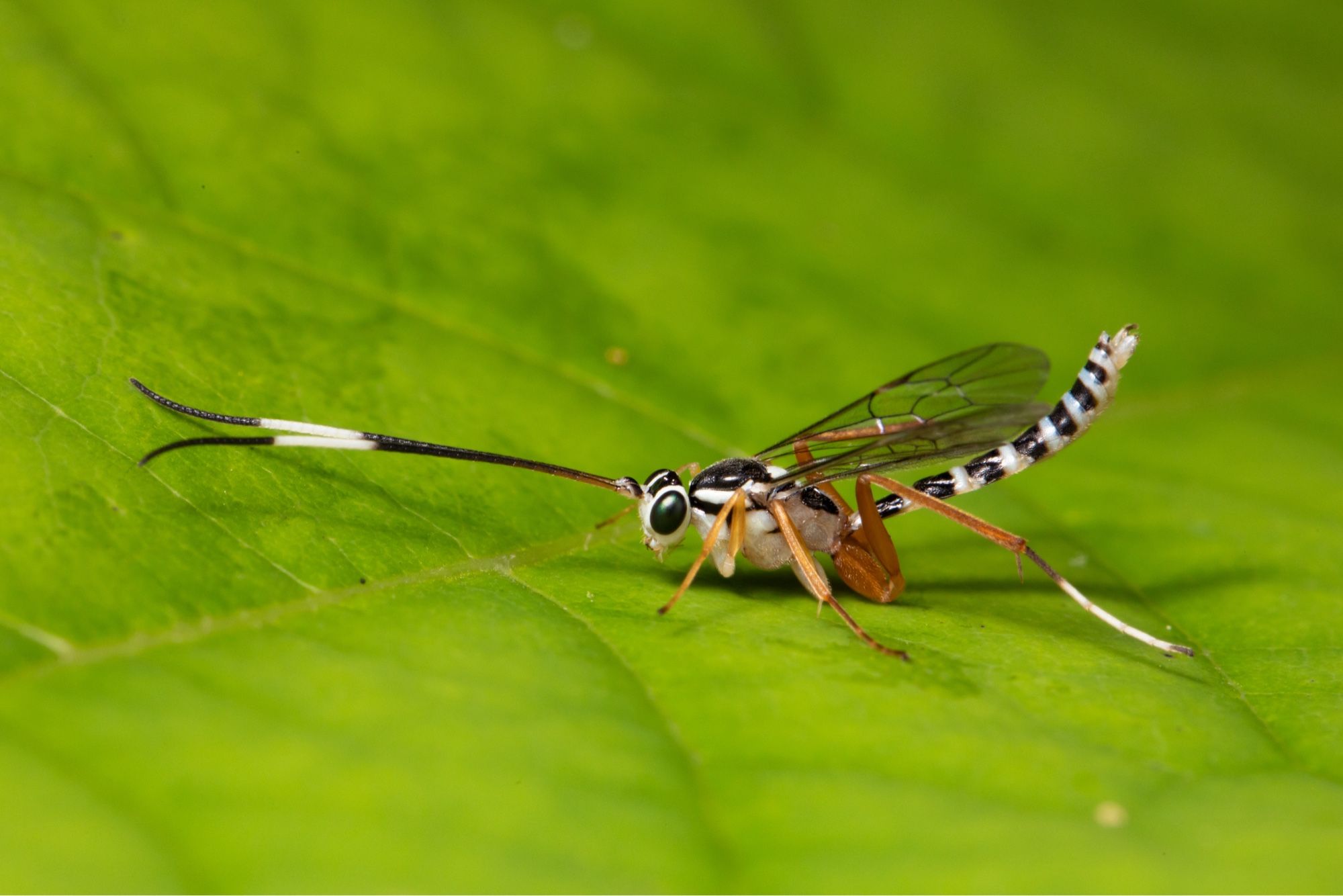 A jaunty little wasp with green eyes, golden legs, white on the end of the hind leg, a black and white body, and black and white striped abdomen. He is standing on a leaf.