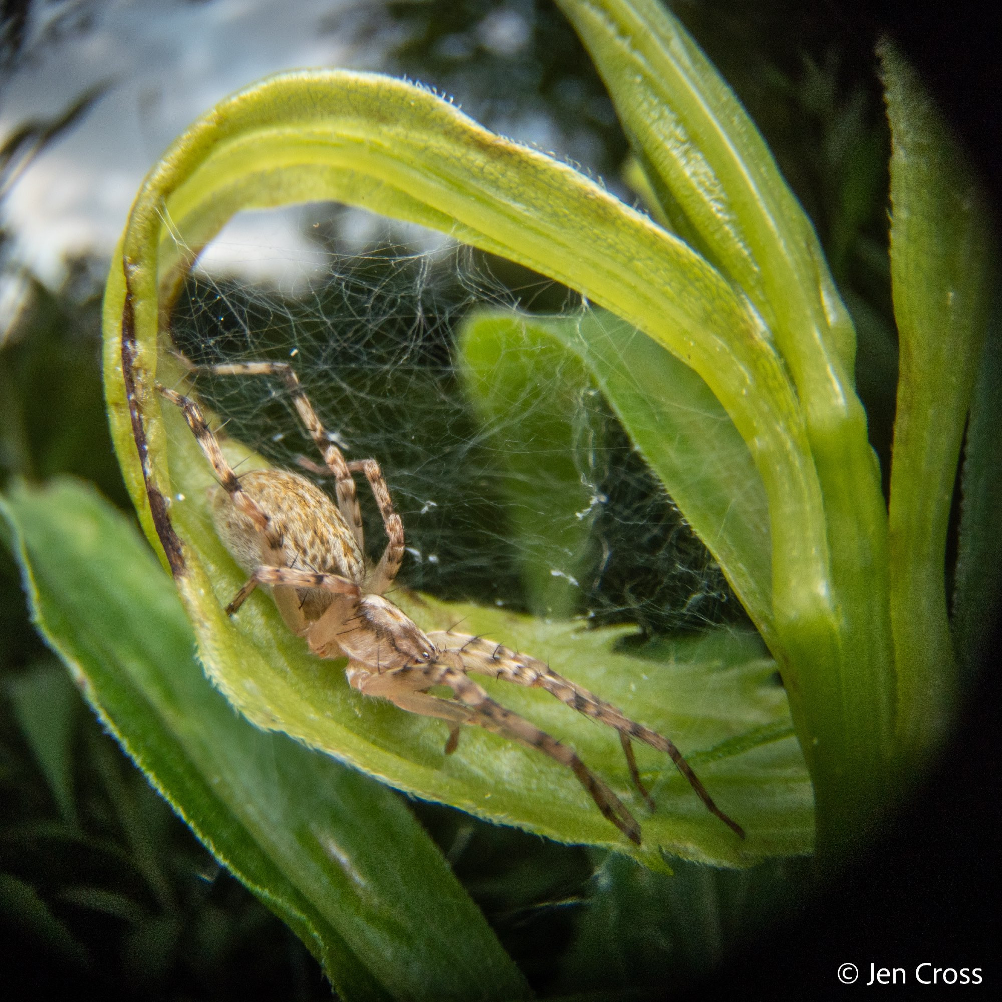 A pale spider resting in the curl of a leaf that has been held in place with fine silk threads. A darkening sky can be seen in the background.