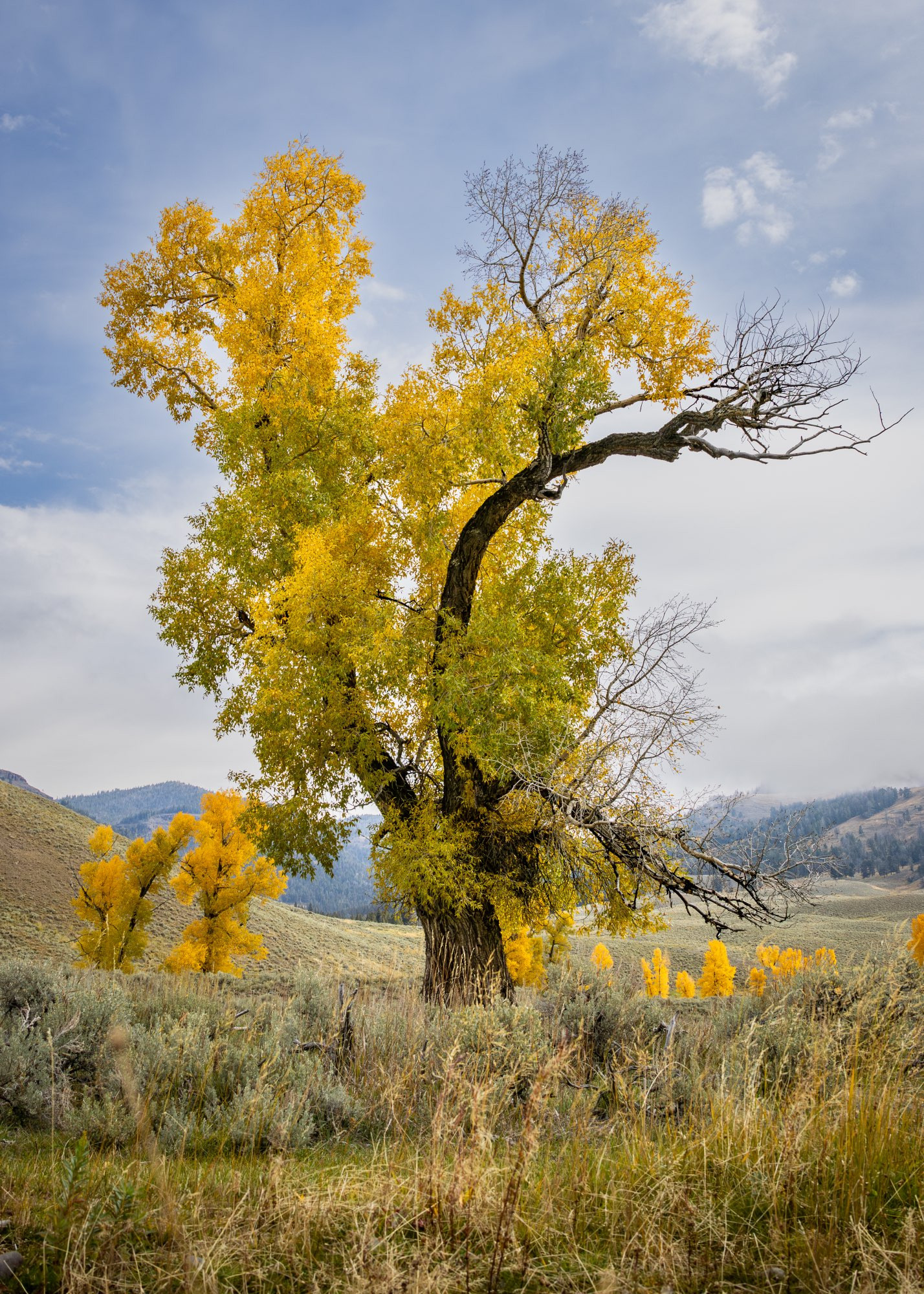 A gnarled old cottonwood tree with bright yellow leaves. A few cottonwoods dot the landscape behind it.