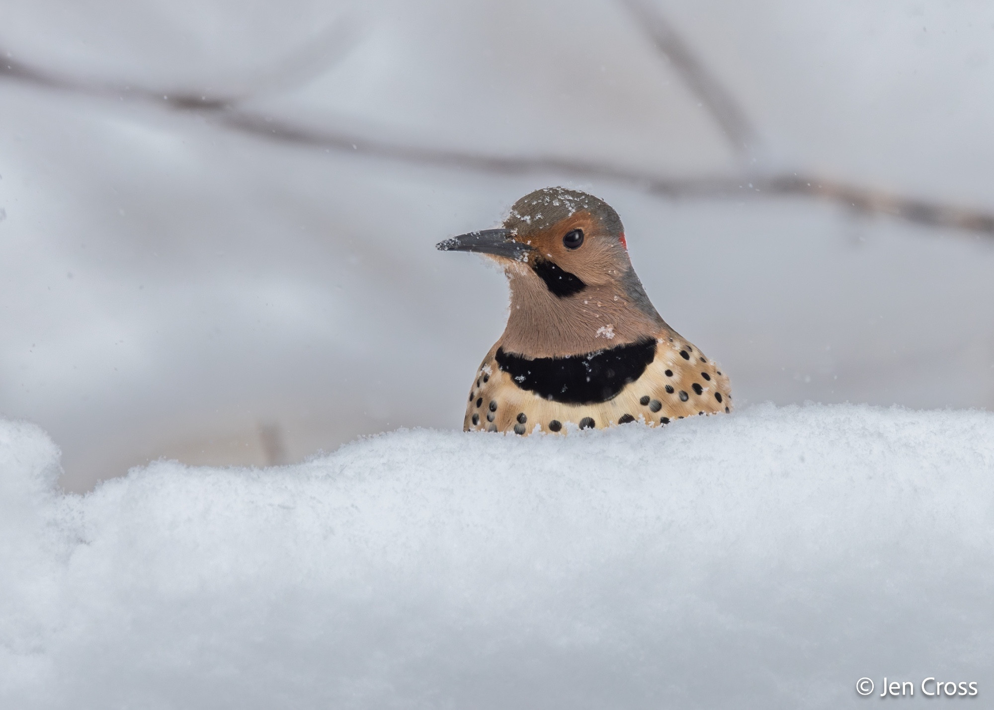 A Northern Flicker with just his head and chest visible above the snow.  He's got a gray head with a black mustache pattern, black bib, and black polka dots on a light tan chest.