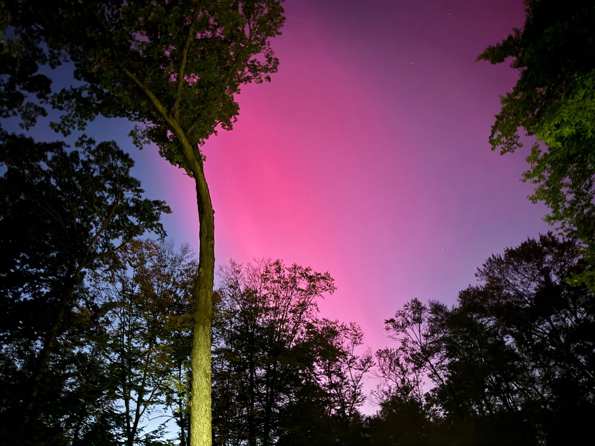 A pink aurora lights up the sky!!!

There are trees in the foreground.