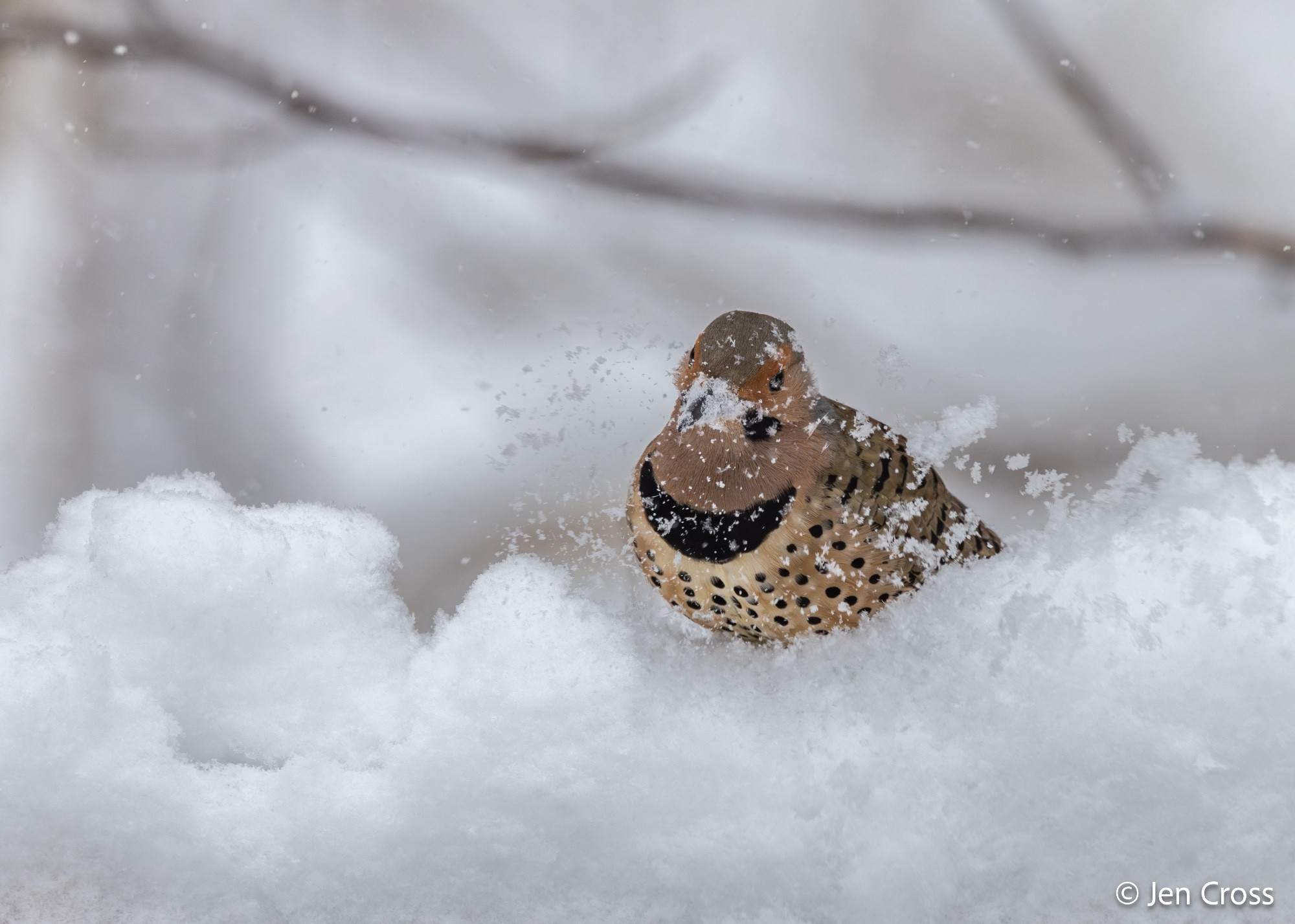 A Northern Flicker whipping his beak back and forth in the snow.  He's got a gray head with a black mustache pattern, black bib, and black polka dots on a light tan chest.