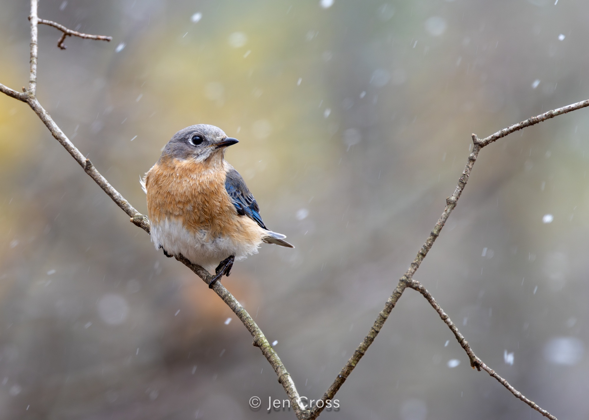 Female Eastern Bluebird sitting on a skinny bare branch with snow flurries flying around.