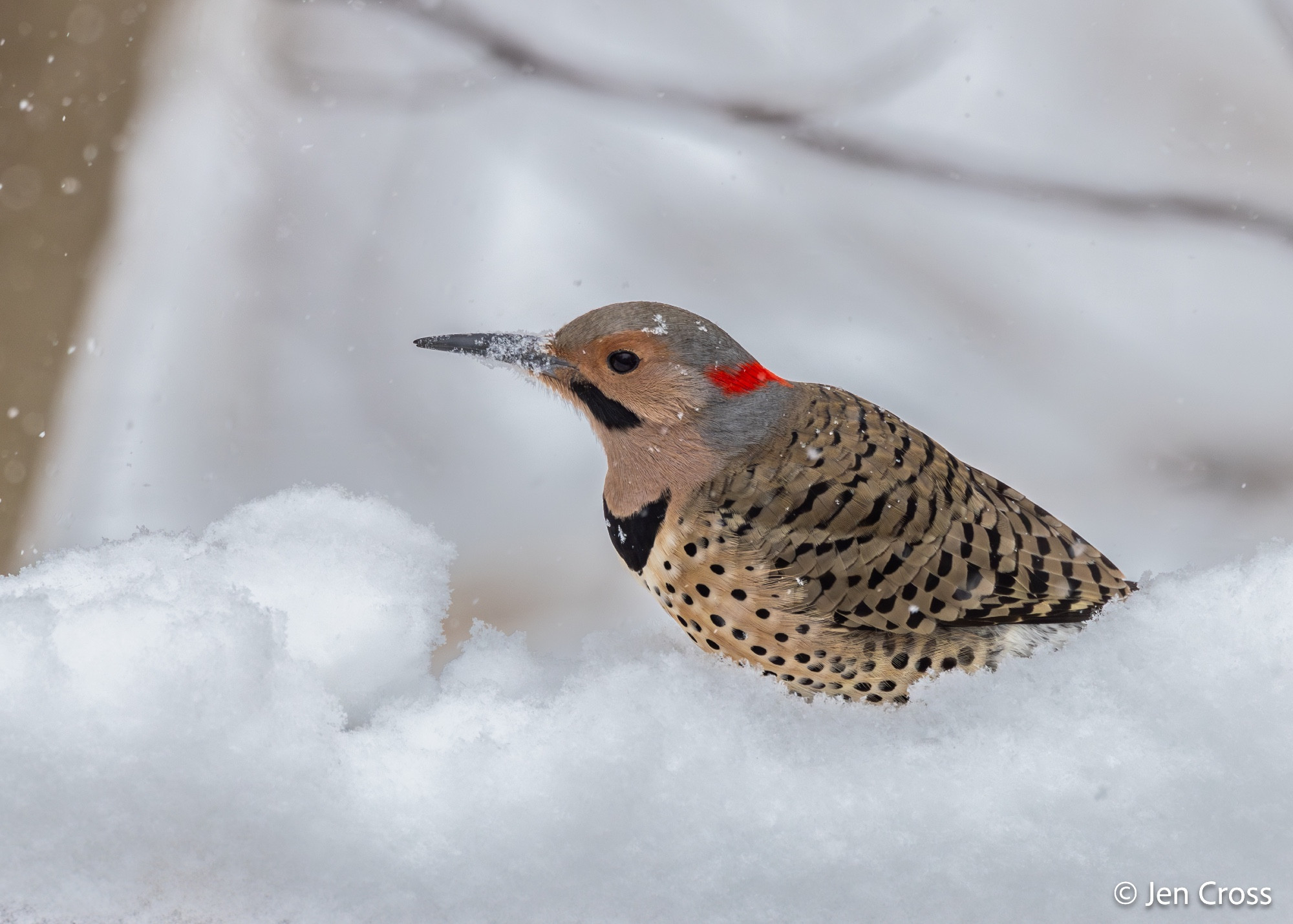 A profile view of a Northern Flicker in the snow.  He's got a gray head with a black mustache pattern, red blaze on the back of his head, black bib, and black polka dots on a light tan chest. His wings are a dark tan with black stripes.