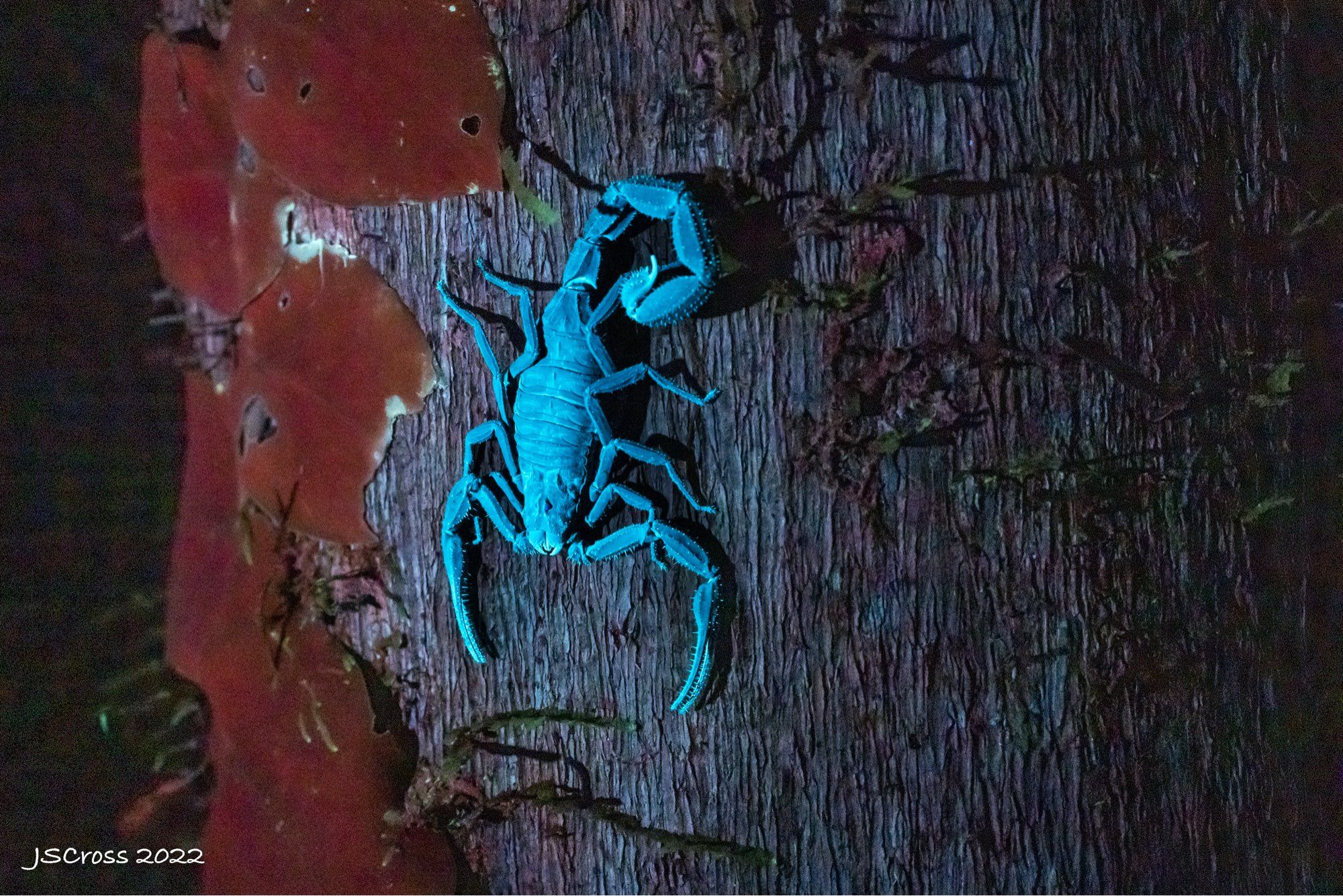 A scorpion glowing blue under ultraviolet light. It is clinging to a tree. Moss to the left appears red in the UV lighting.