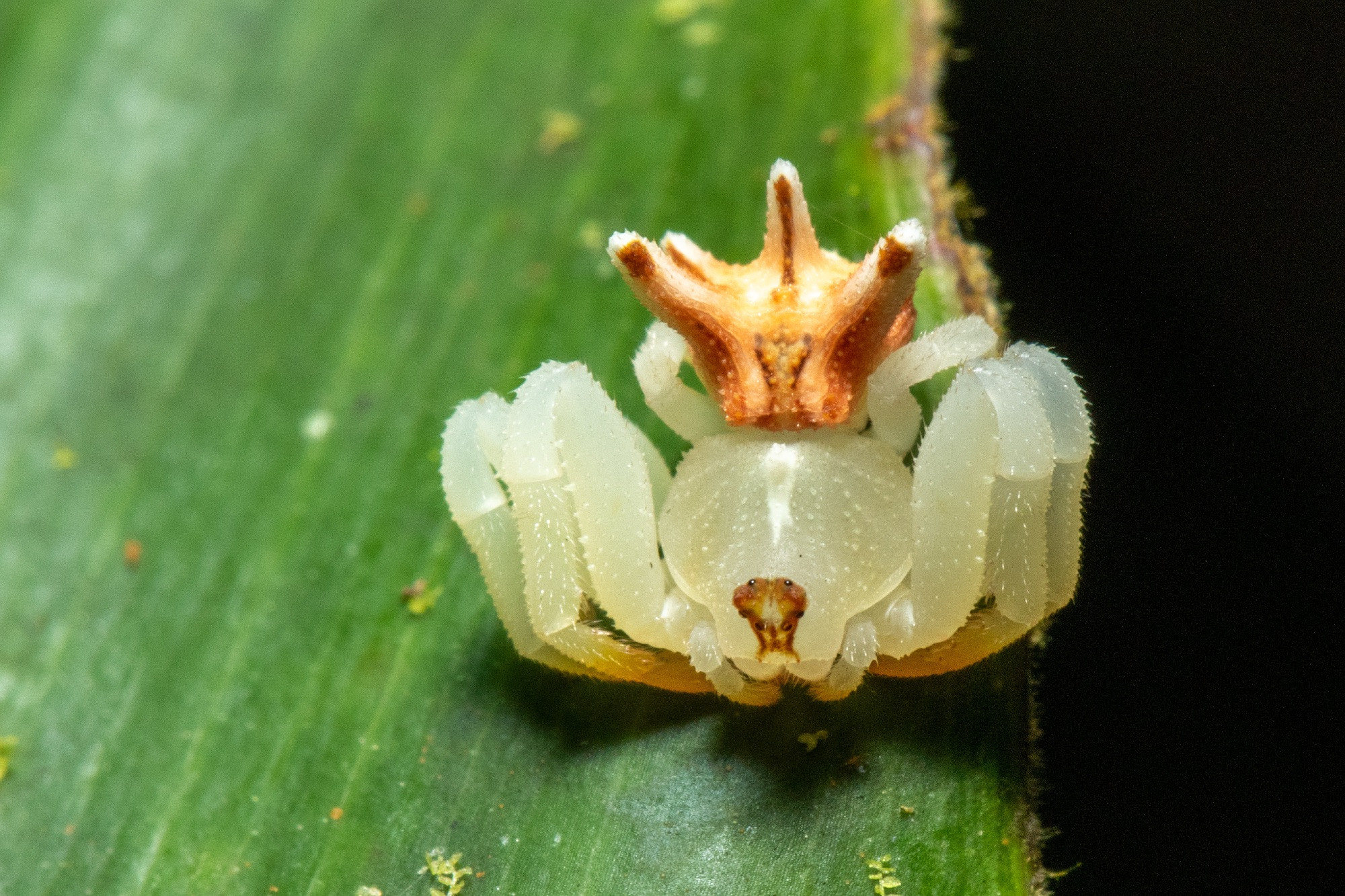 A spiders with an off white cephalothorax and legs and an abdomen that looks like a golden crown. It is standing on a leaf.