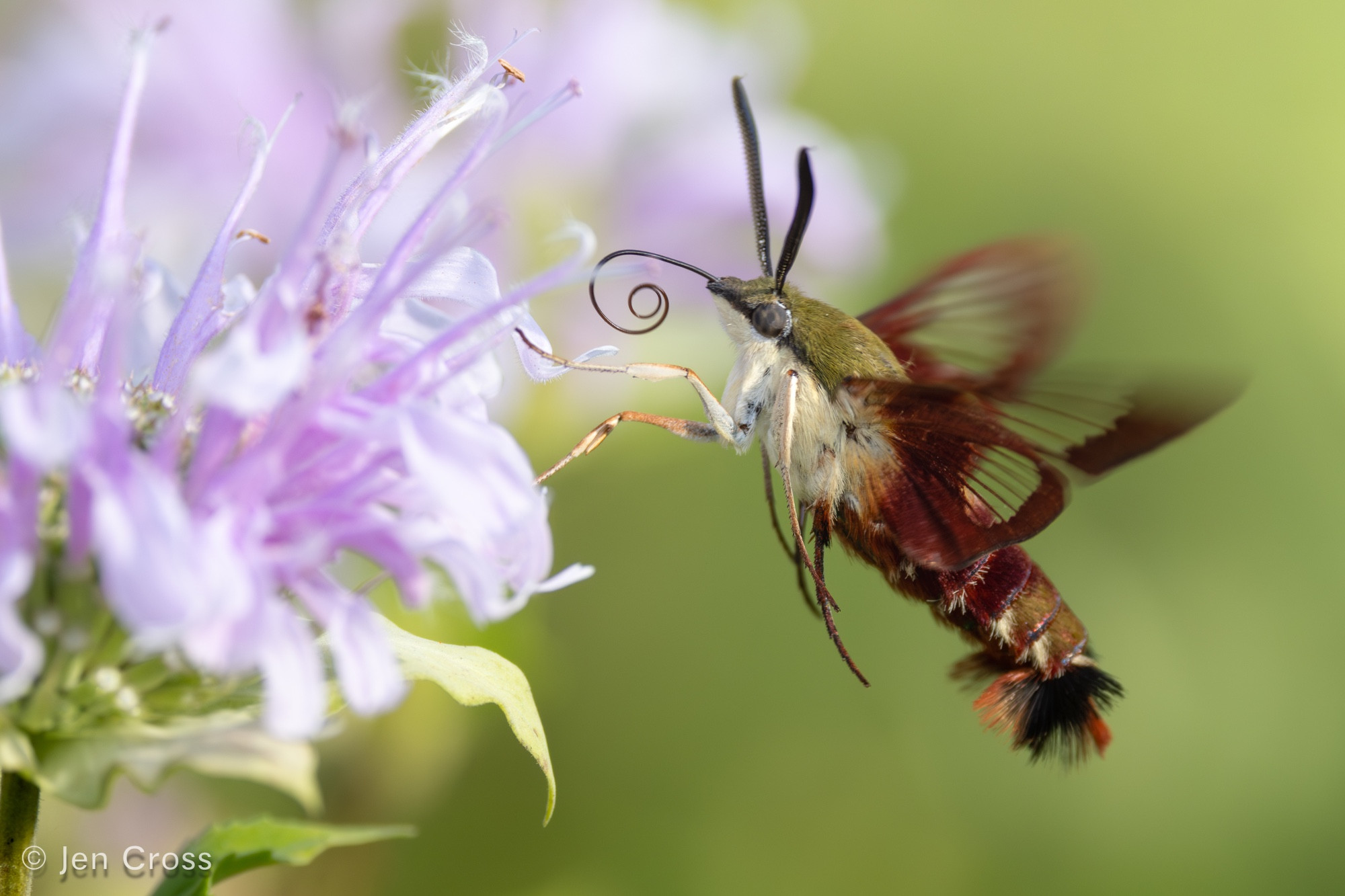 A hummingbird clearwing moth visiting a pink bee balm flower.