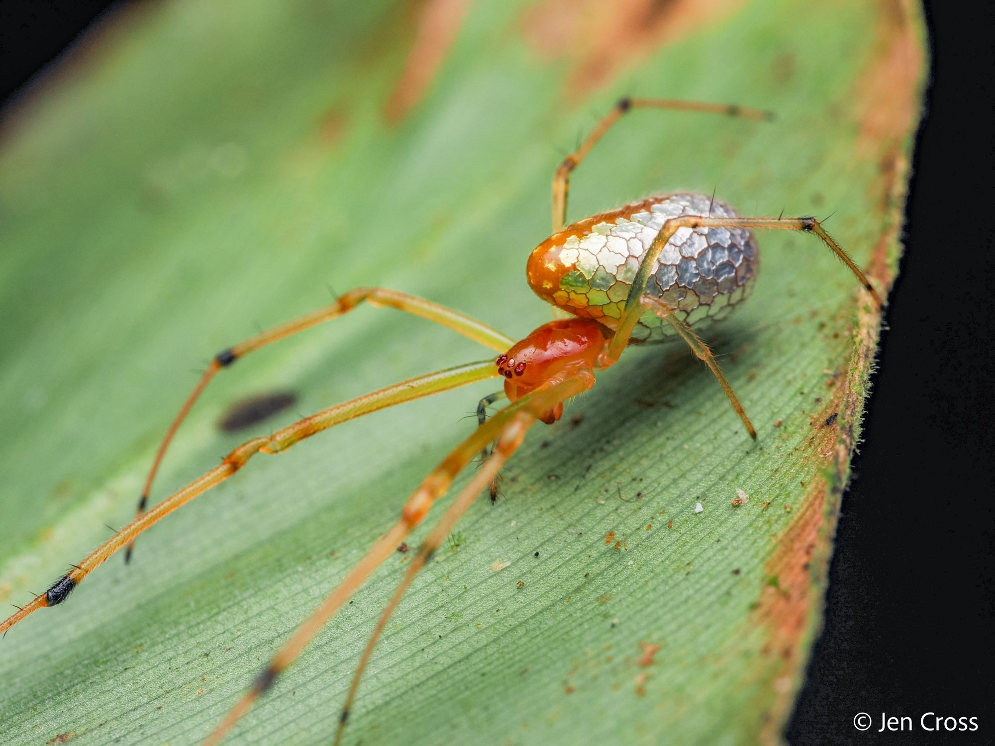 A spider with an orangish head and legs and an abdomen that looks like it’s made of reflective plates. The spider is standing on a leaf.