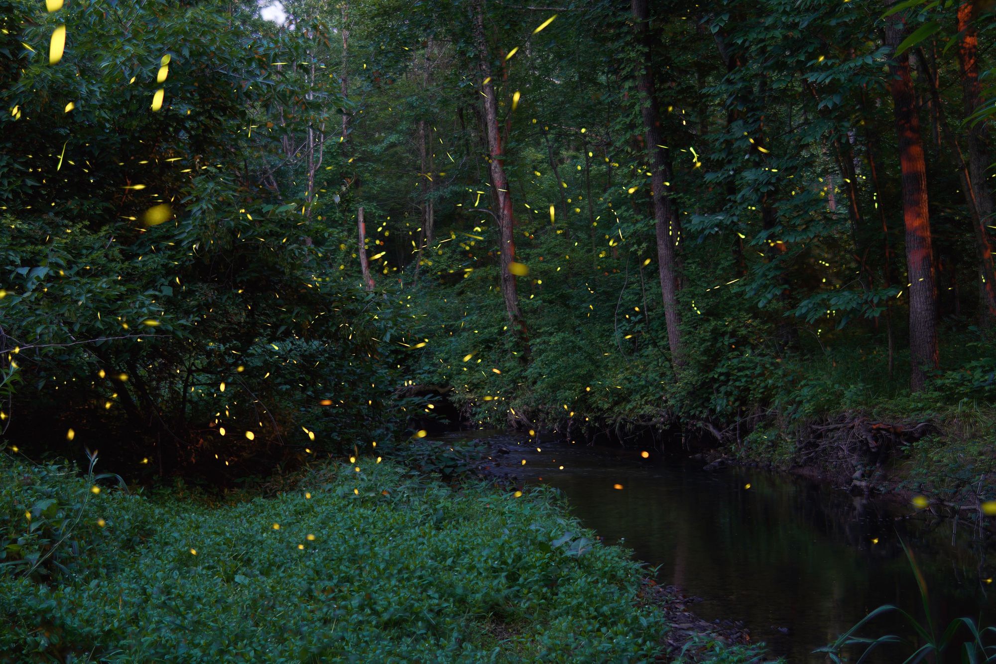 Glittering fireflies near a small stream. There is low foliage in the foreground and trees to the right. 