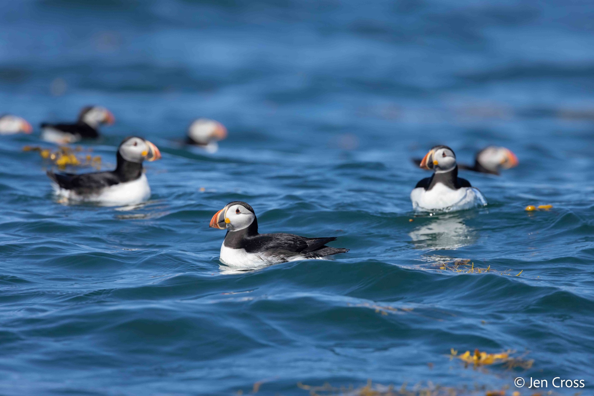 Puffins floating in the Bay of Fundy.