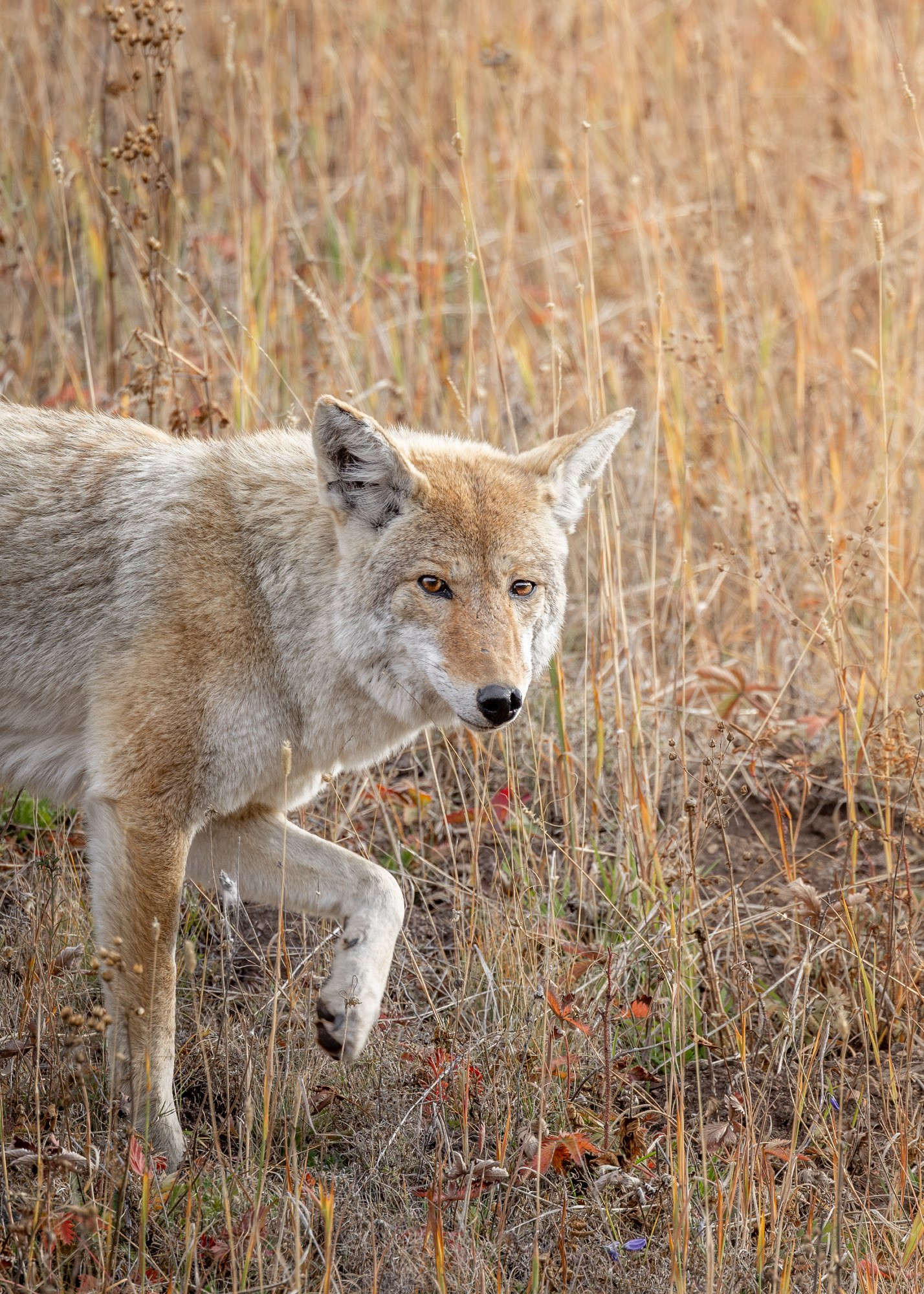 A light coated coyote marching though tall grass.