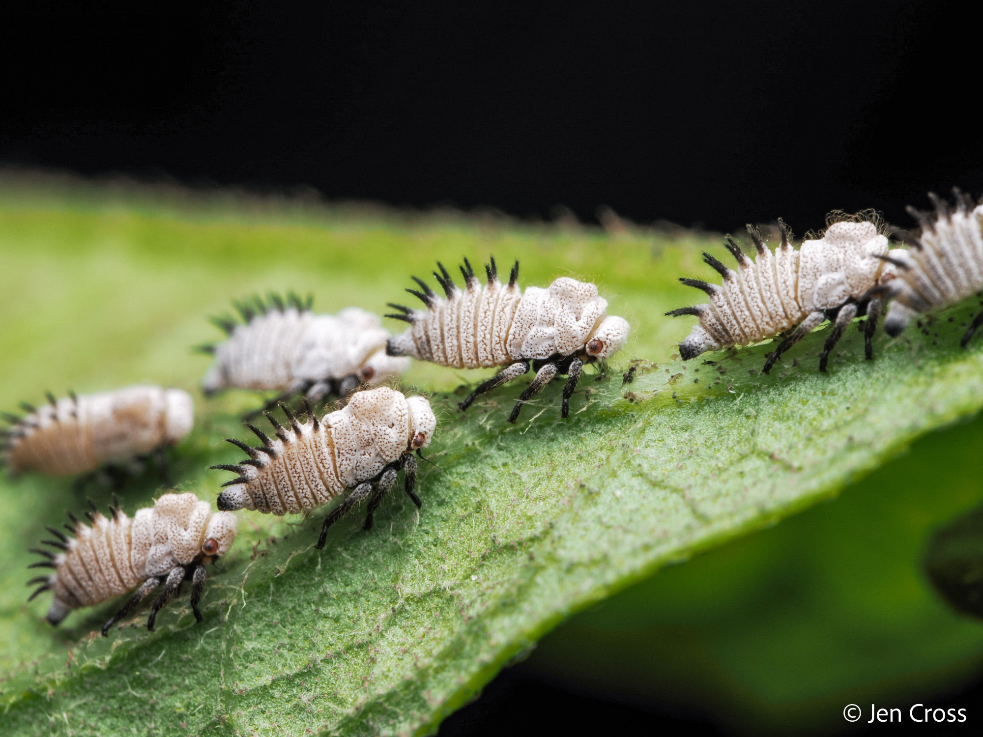 A lineup of white treehopper nymphs with black spines. They are positioned along the edge of a leaf.