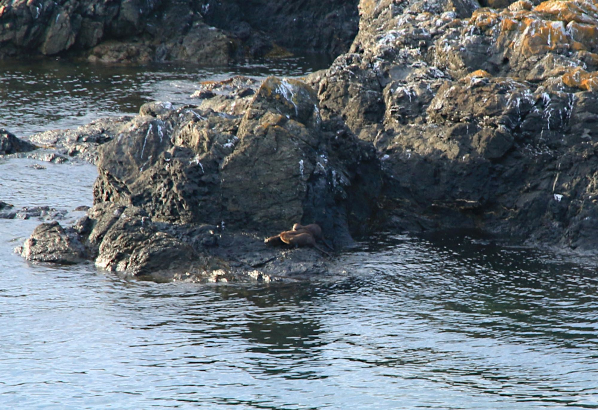 A group of otters perched on a large rock outcropping just above the water.