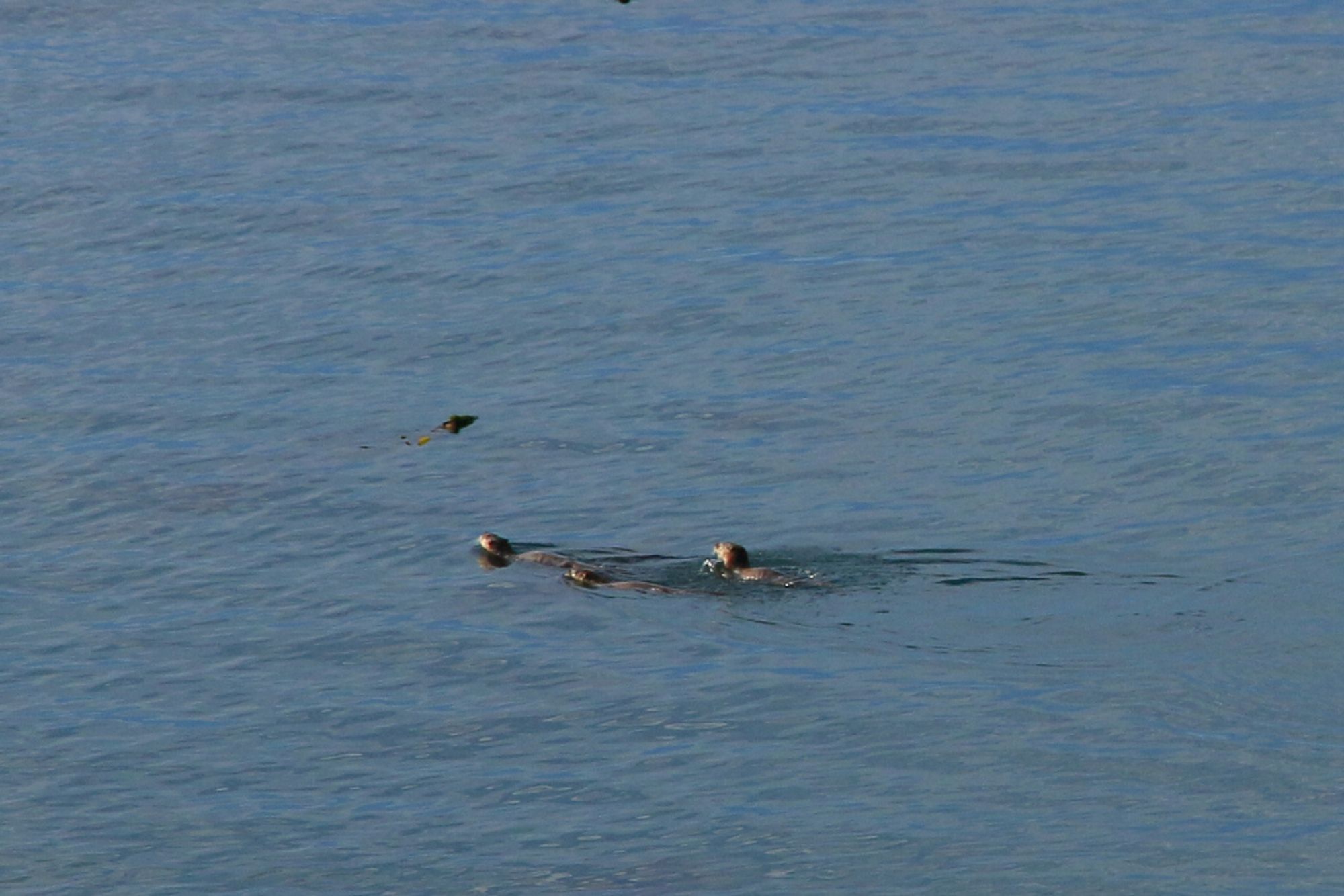 A group of three otters swimming in a different direction.