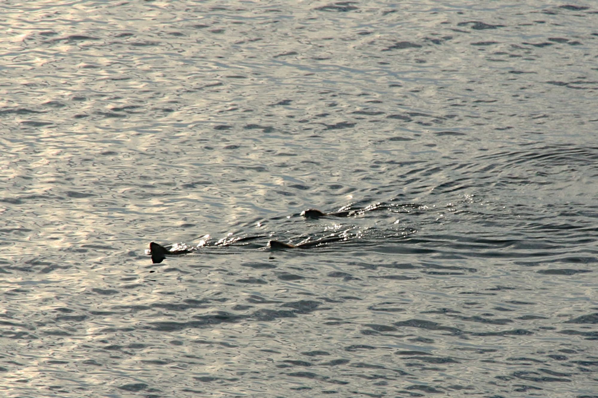 A group of three otters swimming.