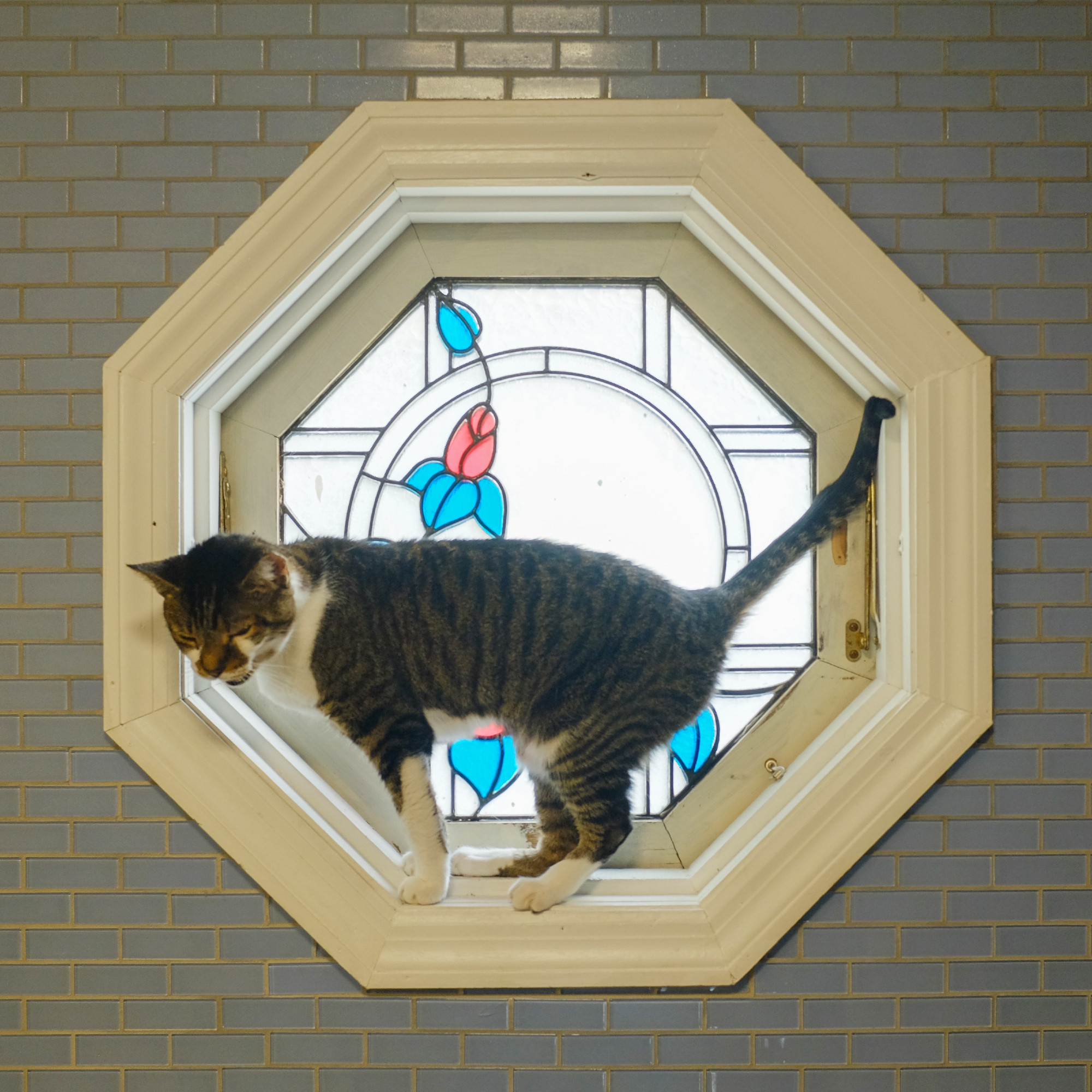 A striped cat sitting on the sill of an octagonal window. The window is stained glass with roses, and the cat is making a stinky angry face.